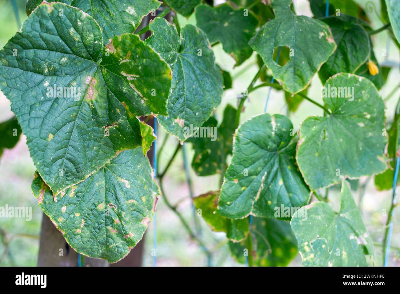 Leaves of a cucumber plant affected by cucumber mosaic disease. Growing vegetables and spraying against diseases. Stock Photo