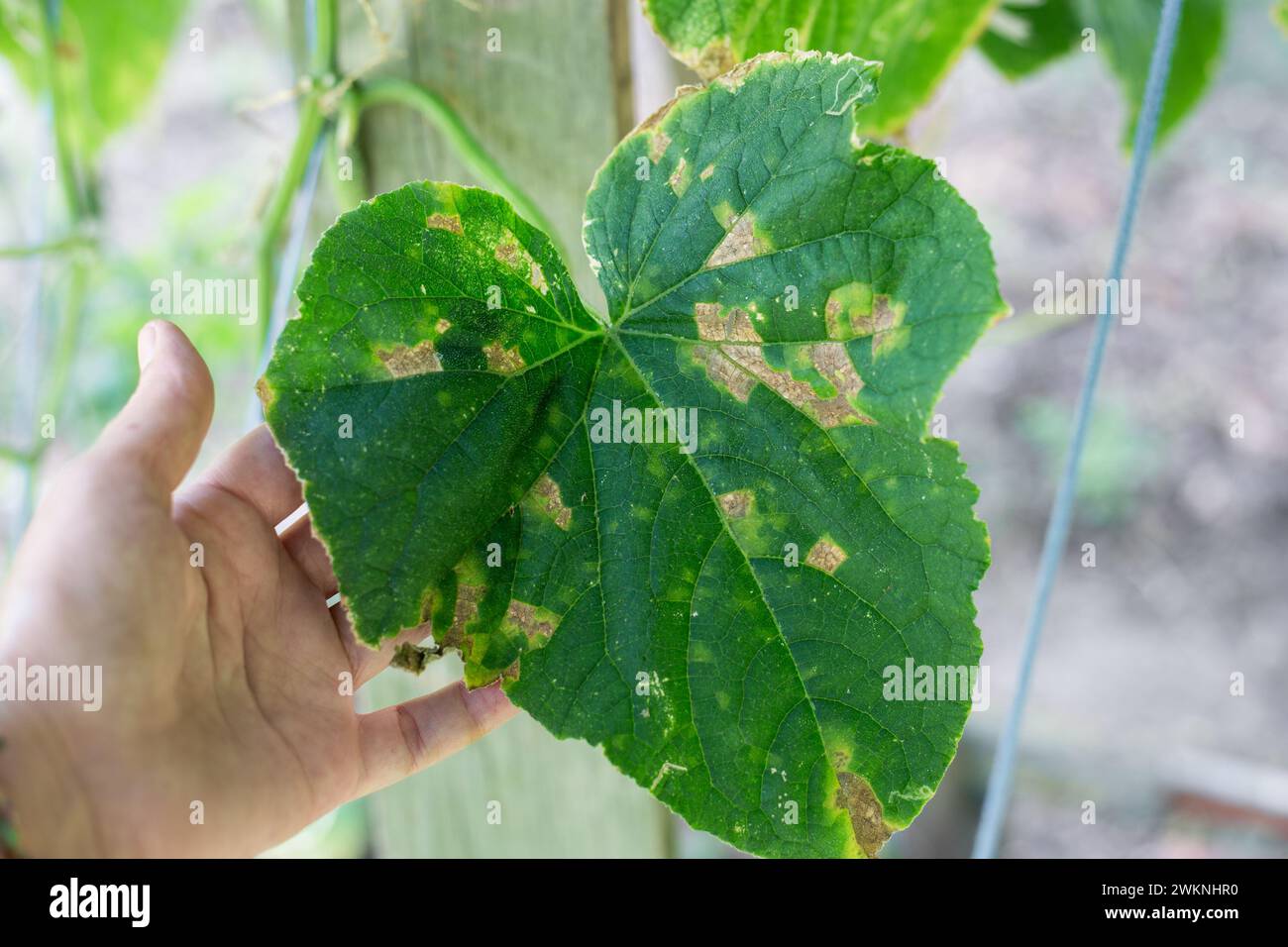 A gardener examines the leaves of a cucumber plant affected by cucumber mosaic disease. Spots on a green leaf. Stock Photo