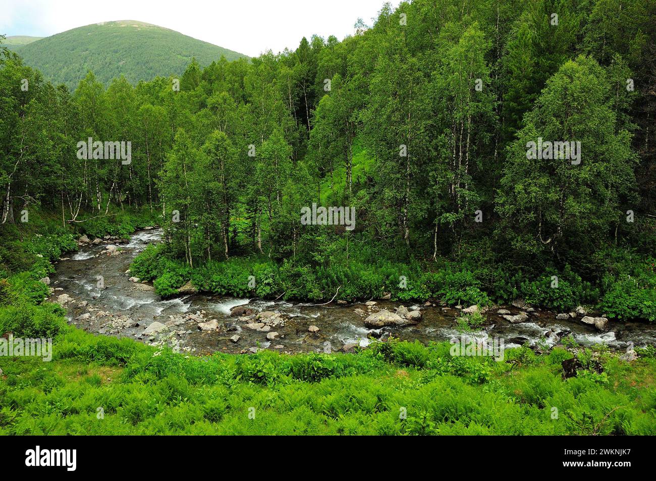 A view from above on a small stormy river flowing through a dense forest on a cloudy summer morning. Sarala river, Khakassia, Siberia, Russia. Stock Photo