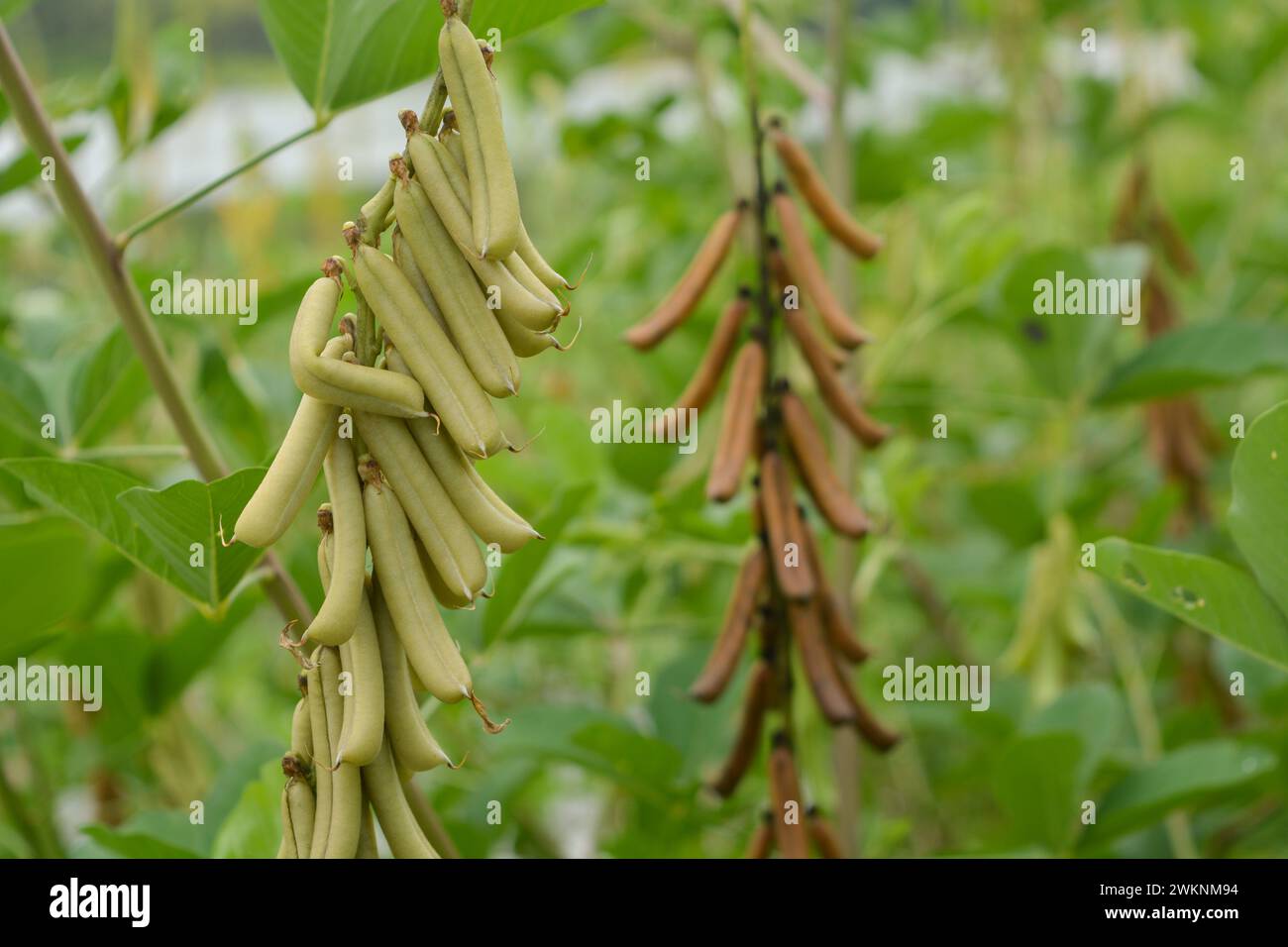 View of tropical plants from south east asia country Stock Photo - Alamy