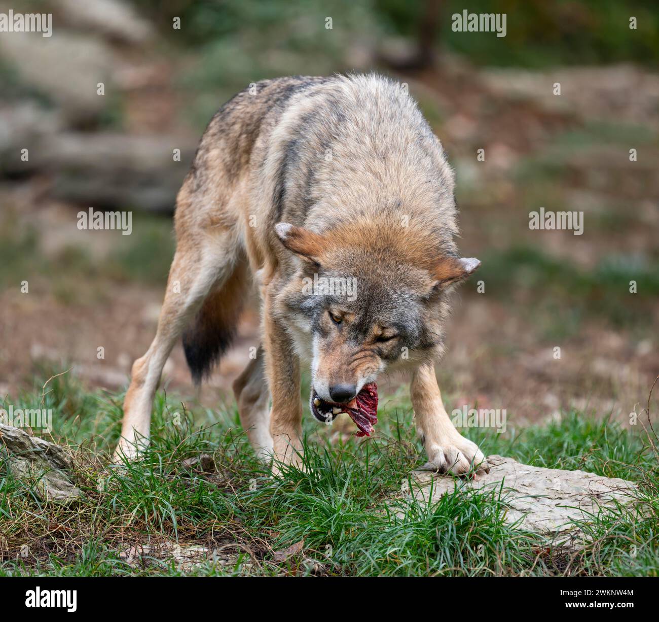 Wolf with meat hi-res stock photography and images - Alamy