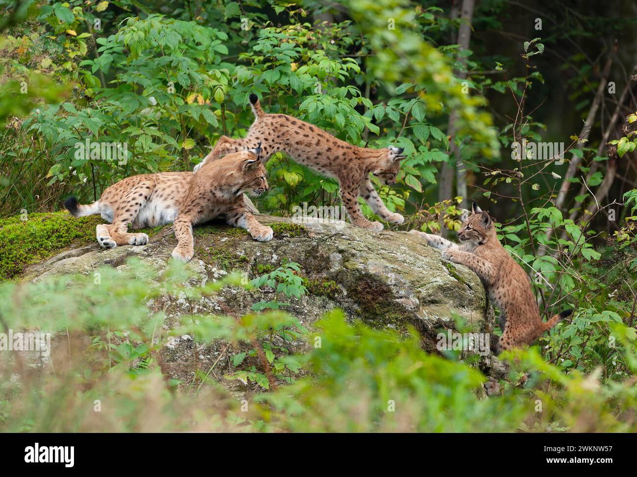 Eurasian lynx (Lynx lynx) female, mother and two cubs on a rock, Germany Stock Photo