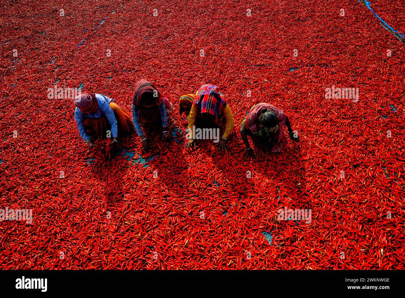 Raiganj, India. 18th Feb, 2024. Female workers process and dry red chili peppers under the sun near Raignaj, West Bengal. Every day these women labourers earn approx $2 (INR 150) for working 8 hours a day. The work is one of the main sources of income for their families during the summer session. Credit: SOPA Images Limited/Alamy Live News Stock Photo