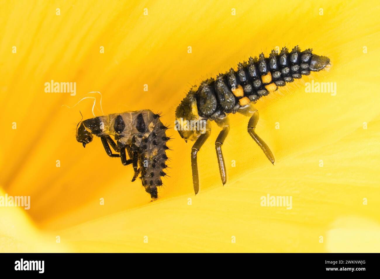 Larva with larval skin of the ladybird (Coccinella septempunctata) on the petal of a yellow flower in close-up, Hesse, Germany Stock Photo
