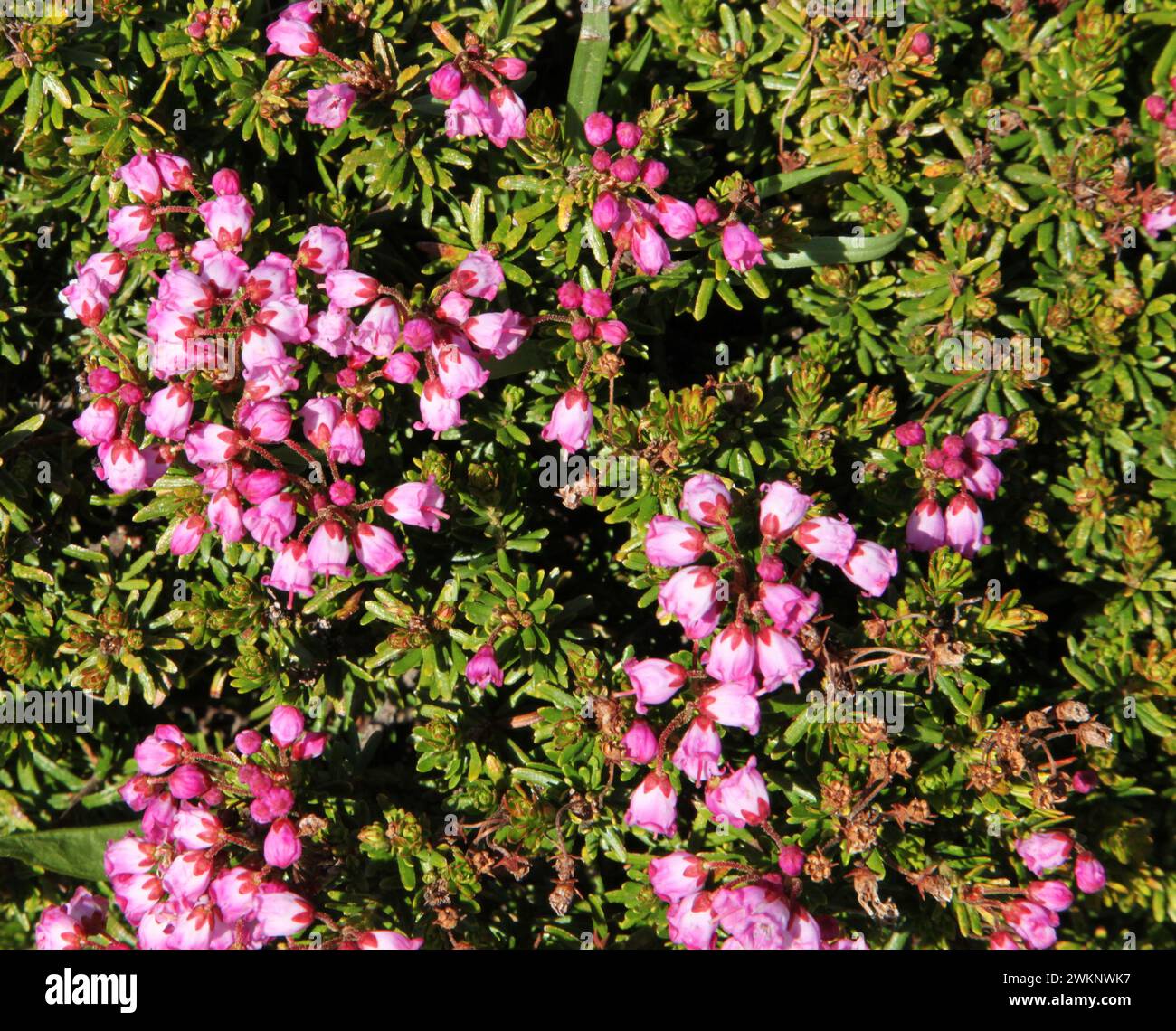 Swamp/Alpine/Bog Laurel (Kalmia microphylla) pink wildflower in Beartooth Mountains, Wyoming Stock Photo