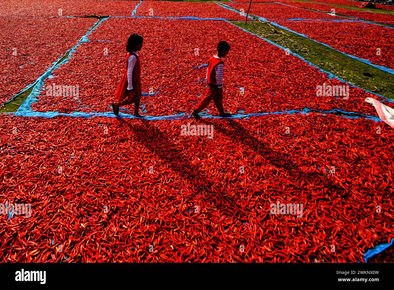 Raiganj, India. 18th Feb, 2024. Kids walk through red chili peppers drying under the sun near Raignaj, West Bengal. Every day these women labourers earn approx $2 (INR 150) for working 8 hours a day. The work is one of the main sources of income for their families during the summer session. (Credit Image: © Avishek Das/SOPA Images via ZUMA Press Wire) EDITORIAL USAGE ONLY! Not for Commercial USAGE! Stock Photo