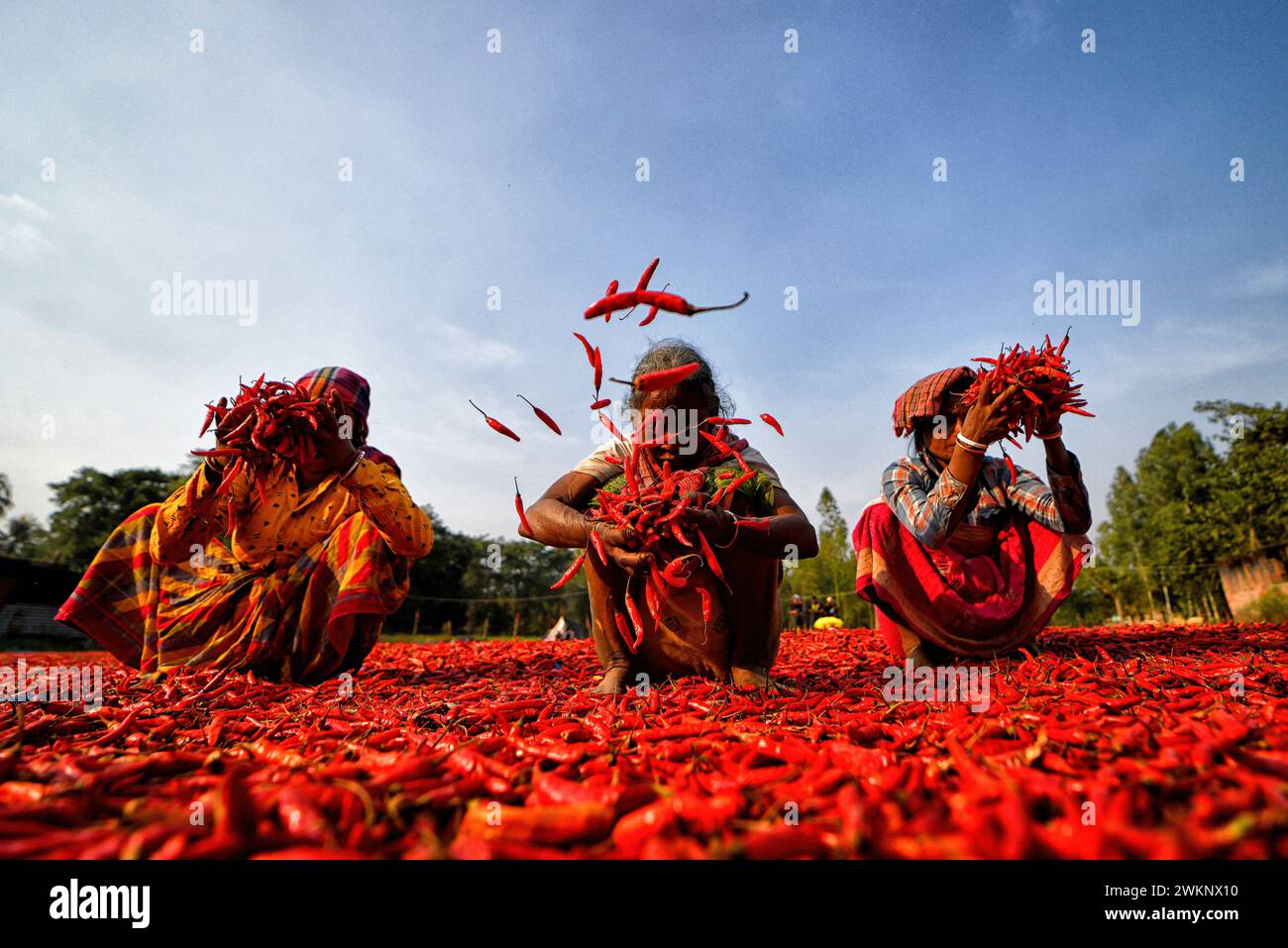 Raiganj, India. 18th Feb, 2024. Female workers toss dry red chili peppers under the sun near Raignaj, West Bengal. Every day these women labourers earn approx $2 (INR 150) for working 8 hours a day. The work is one of the main sources of income for their families during the summer session. (Credit Image: © Avishek Das/SOPA Images via ZUMA Press Wire) EDITORIAL USAGE ONLY! Not for Commercial USAGE! Stock Photo