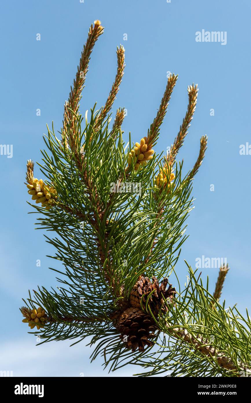 Lodgepole pine tree branch with male and female cones, Wallowa Mountains, Oregon. Stock Photo