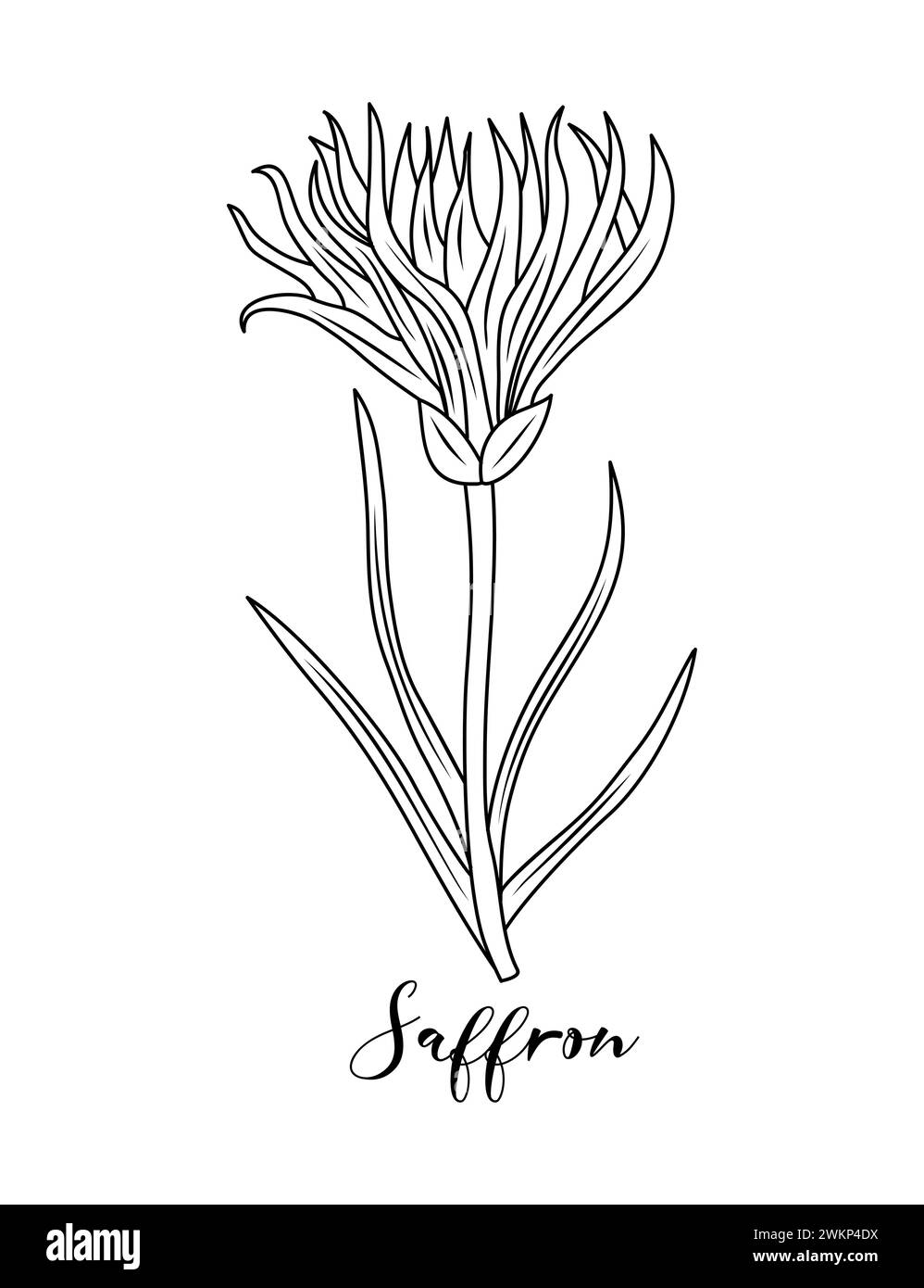 Saffron flower Line art herbs and spices Stock Vector Image & Art Alamy