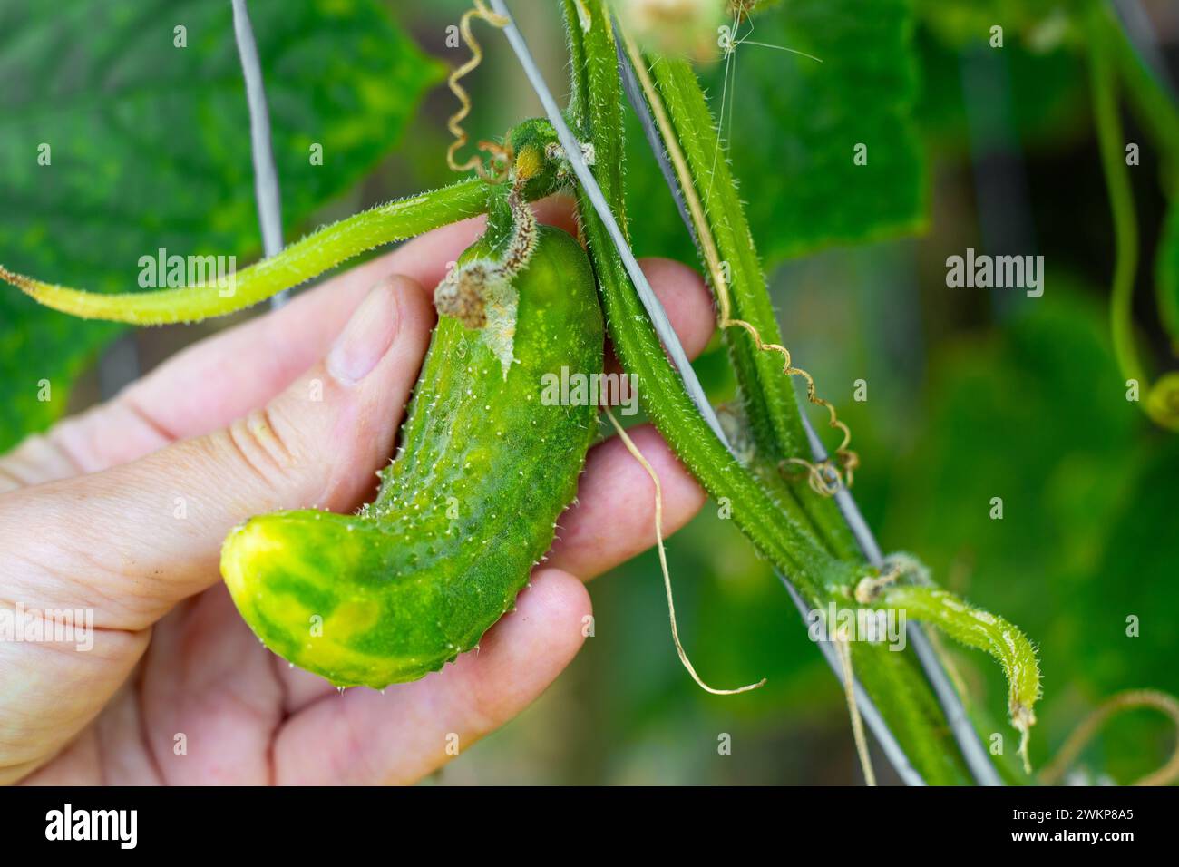 Diseases of cucumbers hires stock photography and images Alamy
