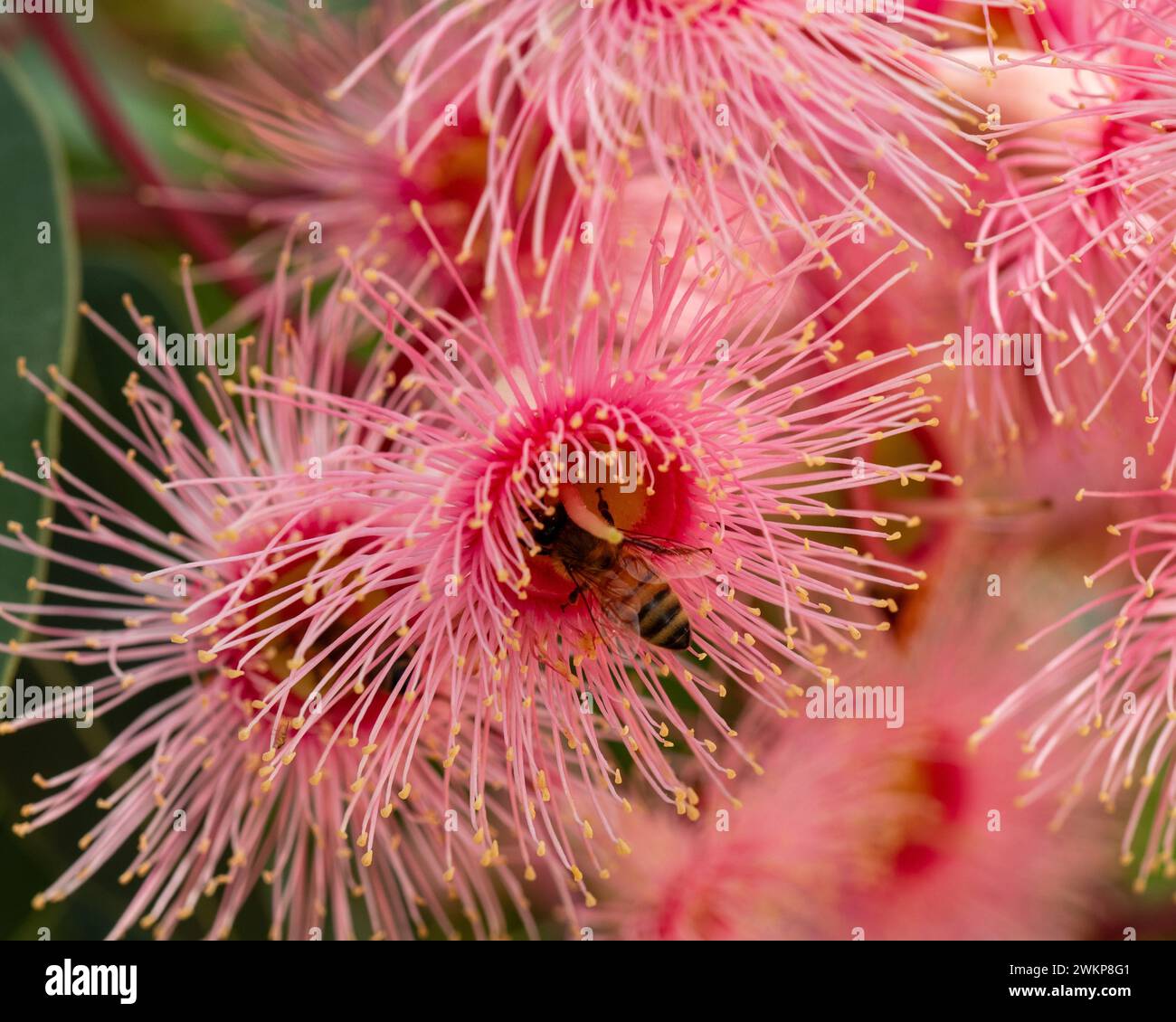 A bee inside the centre of a Pink red Eucalyptus Gum tree flower or blossom, pollinating and collecting nectar, Australian garden Stock Photo