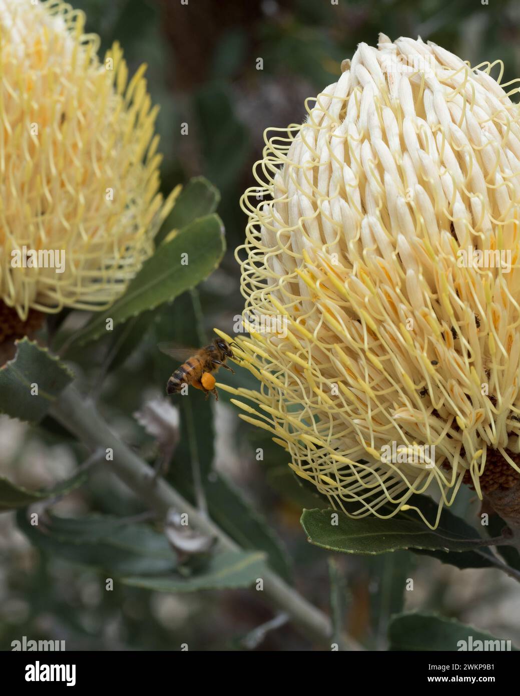 A bee in flight pollinating a yellow Banksia Flowers in Summer, pollen sacs almost full, Australia Stock Photo