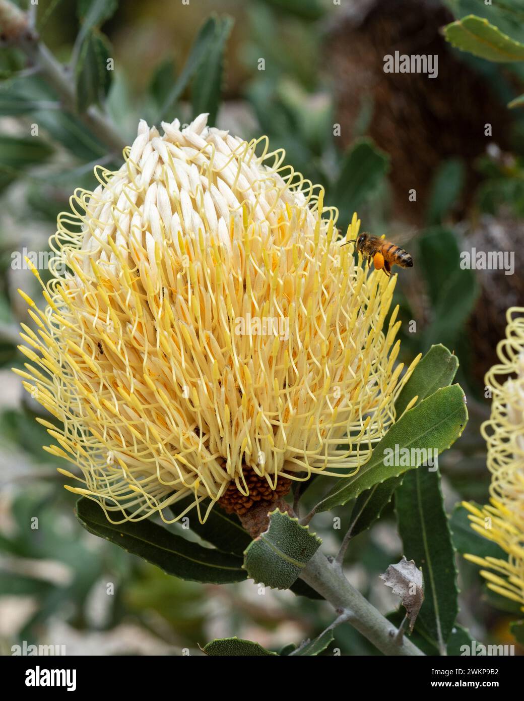 A bee with full pollen sacs flying near a yellow Banksia Flower in Summer, Australia Stock Photo