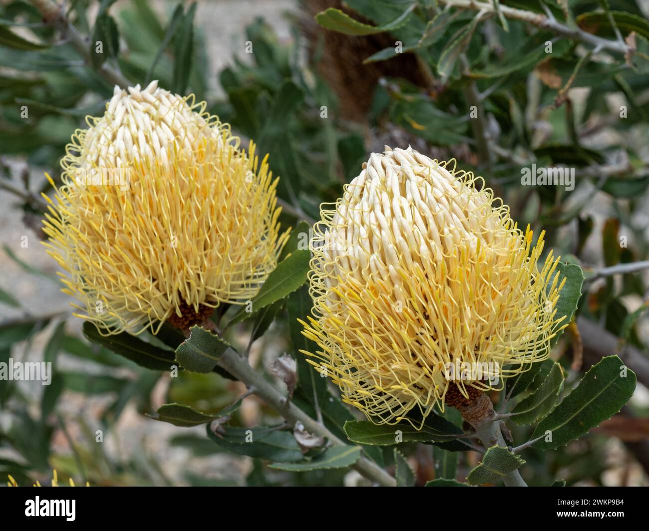 Two yellow Banksia flowers in bloom in summer, Australian garden Stock Photo
