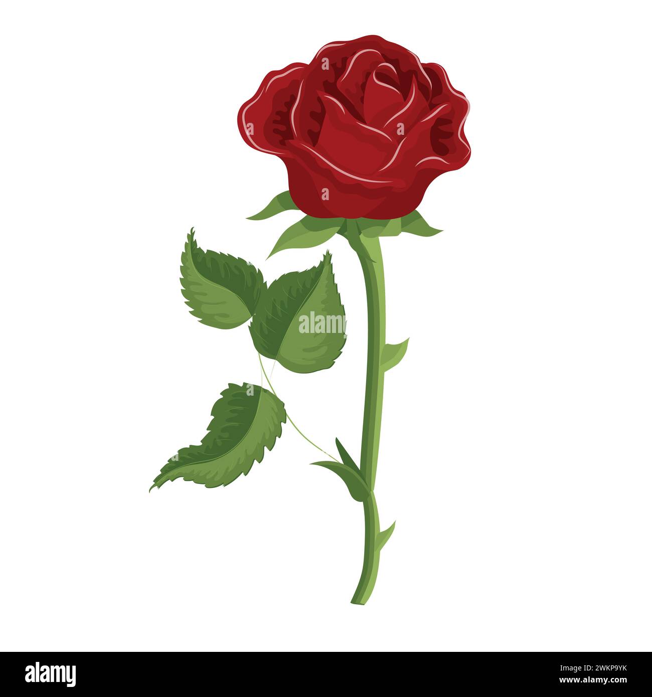 Red rose in realistic style. Vector illustration isolated on white ...