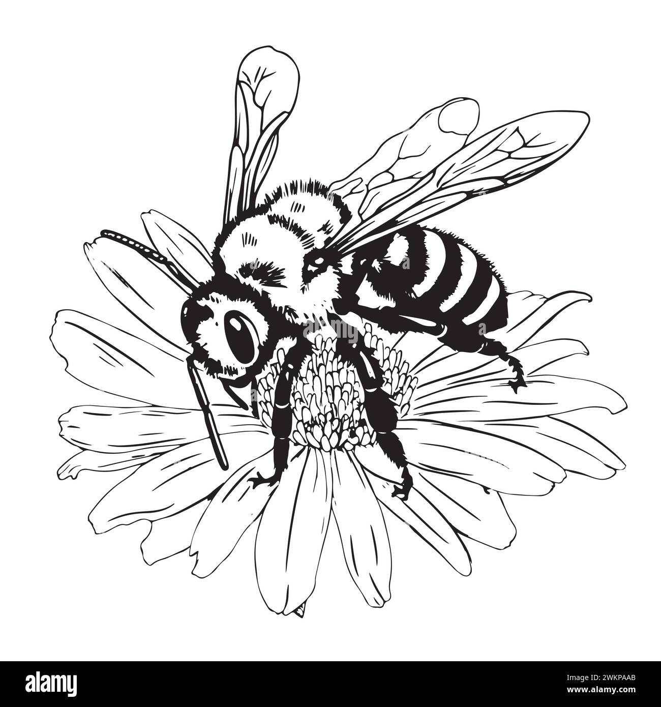 Honey bee vintage vector drawing. Hand drawn isolated insect sketch. Engraving style illustrations. Great for logo, icon, label, packaging design. Stock Vector