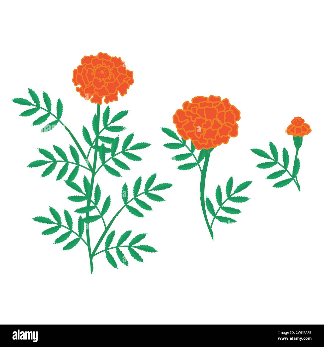 A set of orange marigold flowers. Vector illustration isolated on white background. Stock Vector