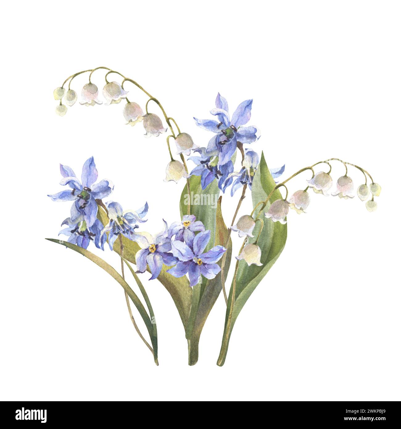 Watercolor Spring flowers bouquet. Blue Scilla flowers, lily isolated on white background. Forest flowers liverwort, scilla, coppice. Illustration of Stock Photo