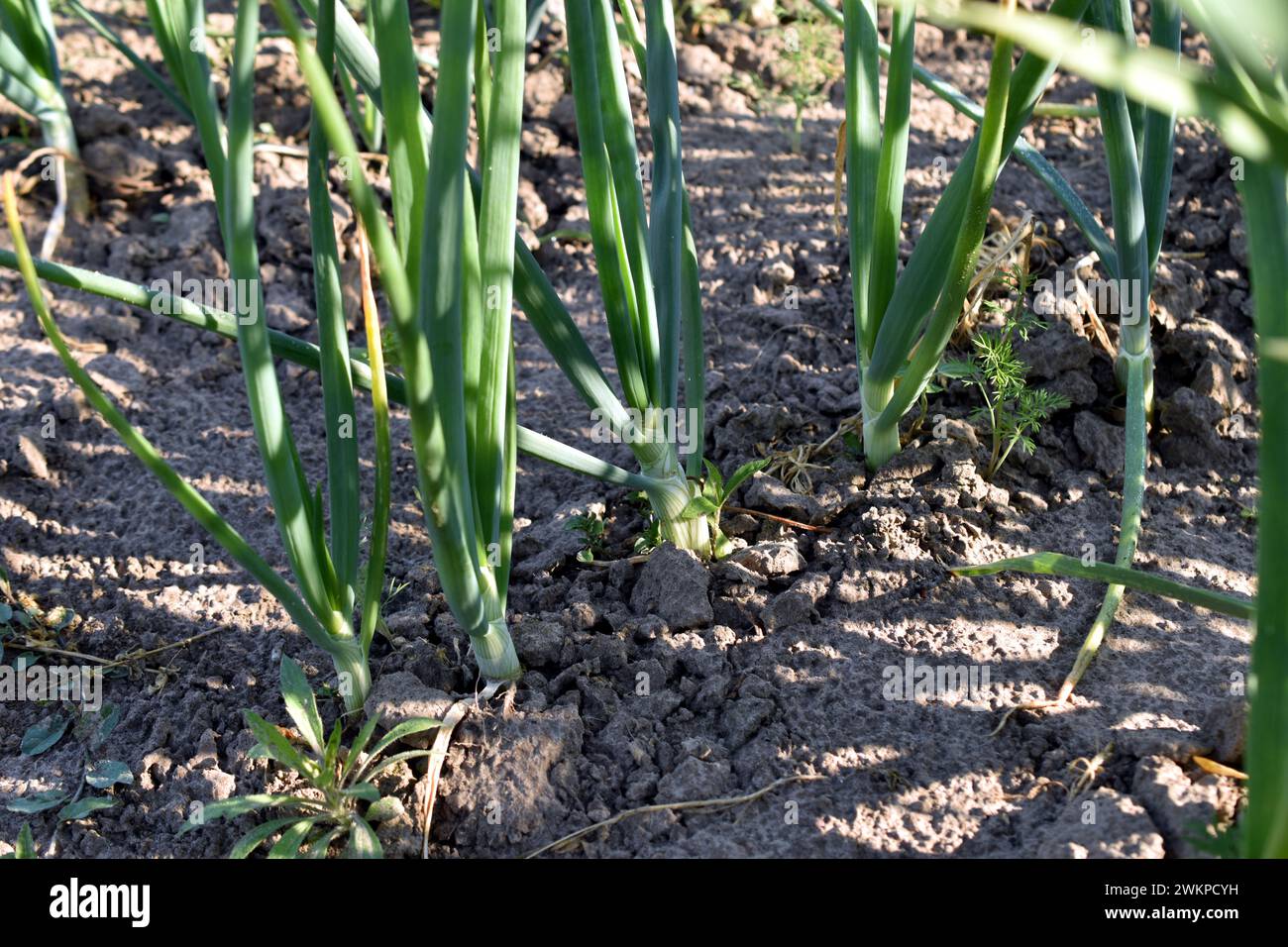 Onion leaves hi-res stock photography and images - Alamy