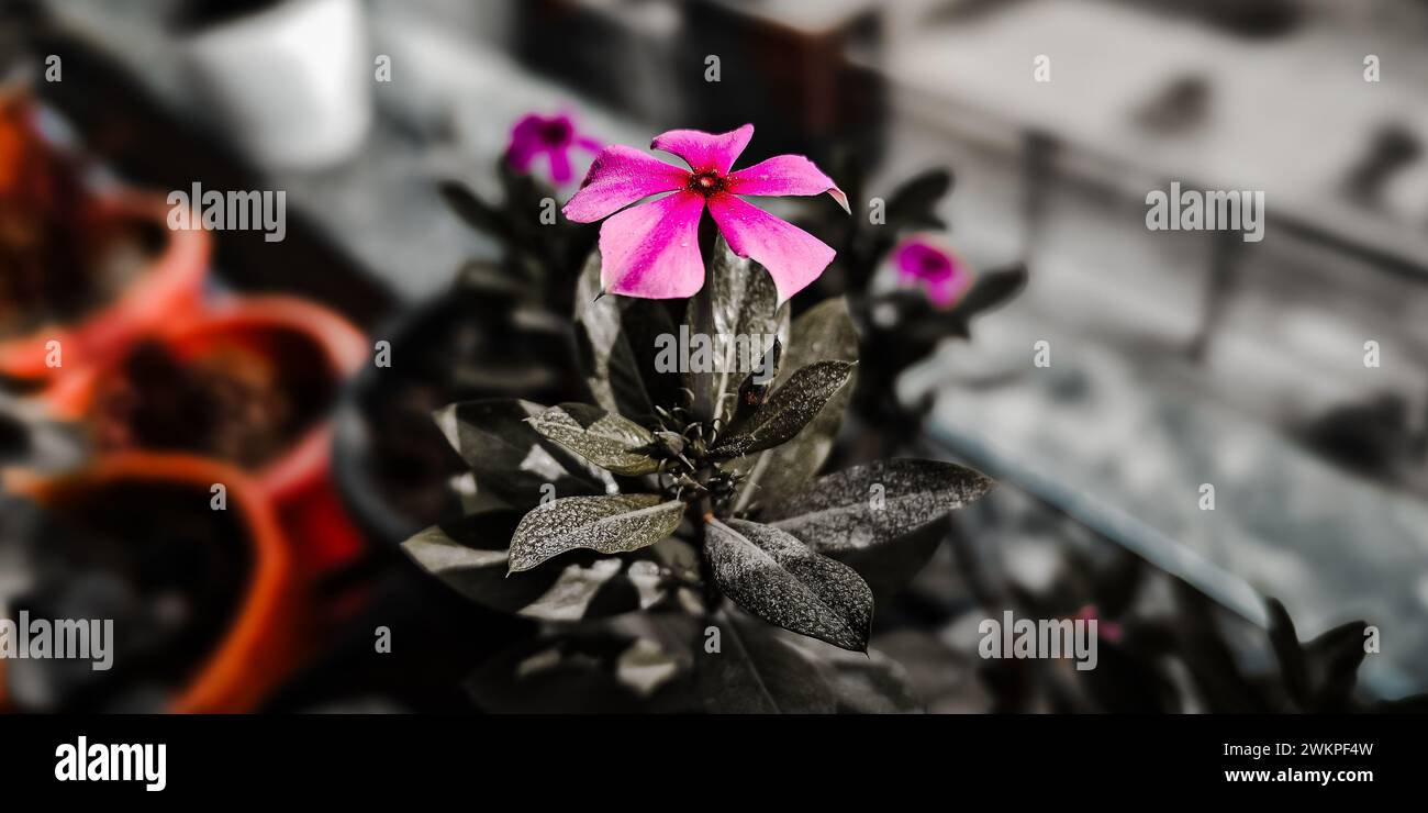 Beautiful Nature - Colorful Flower Stock Photo - Alamy