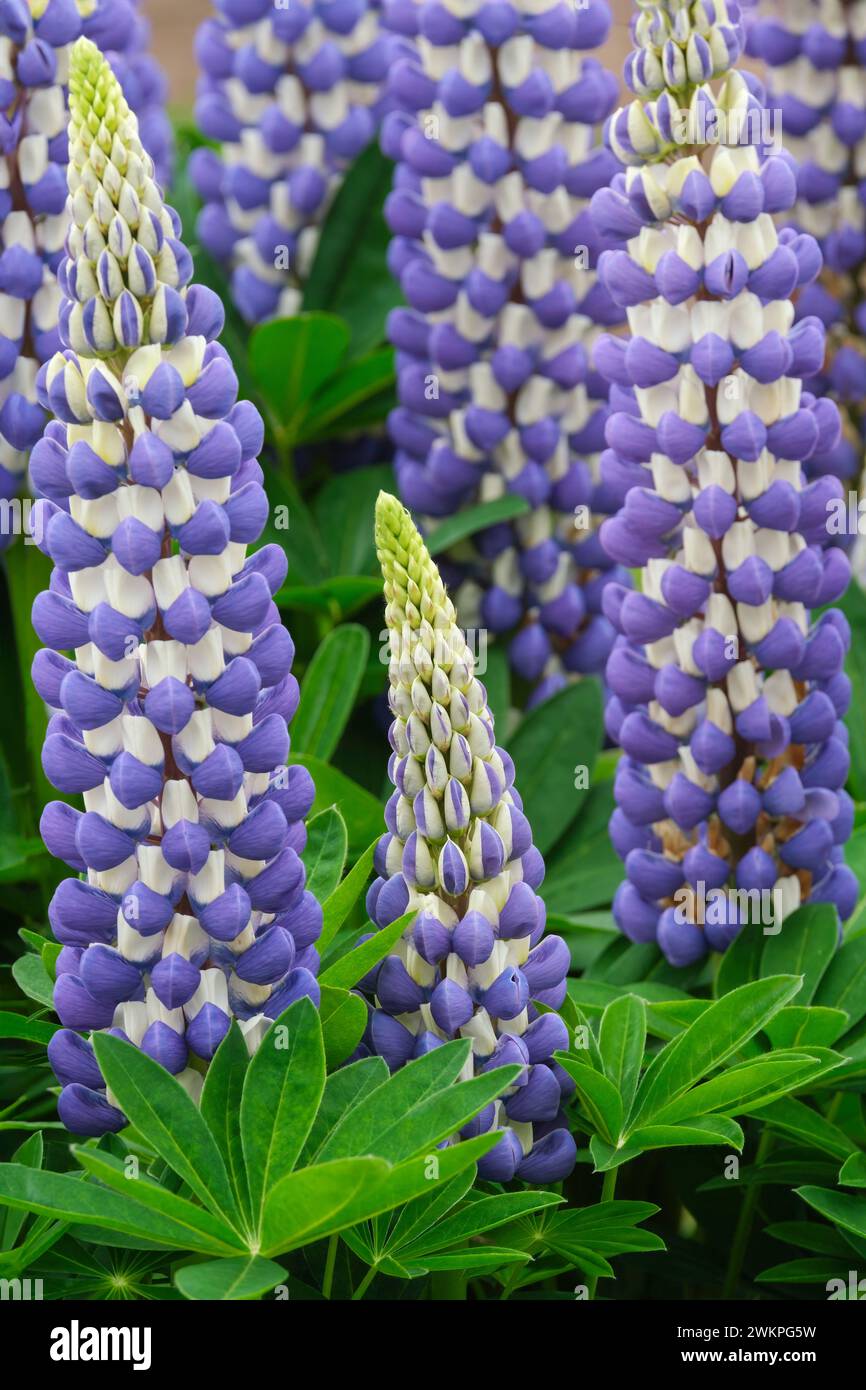 Lupinus King Canute, lupin King Canute, spikes of bicoloured, deep blue and white flower Stock Photo