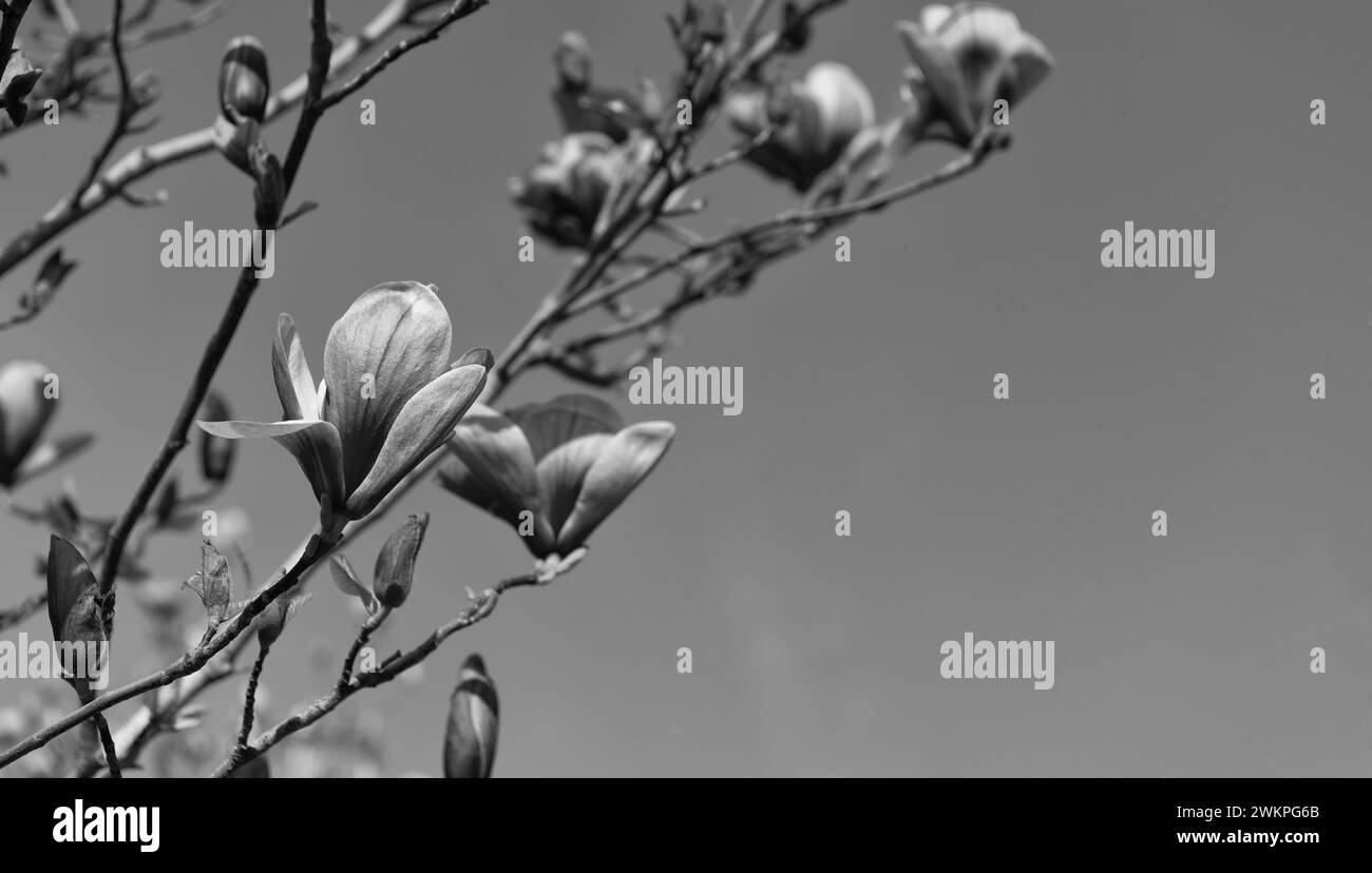 pink flowers of magnolia tree in full spring bloom. copy space Stock ...