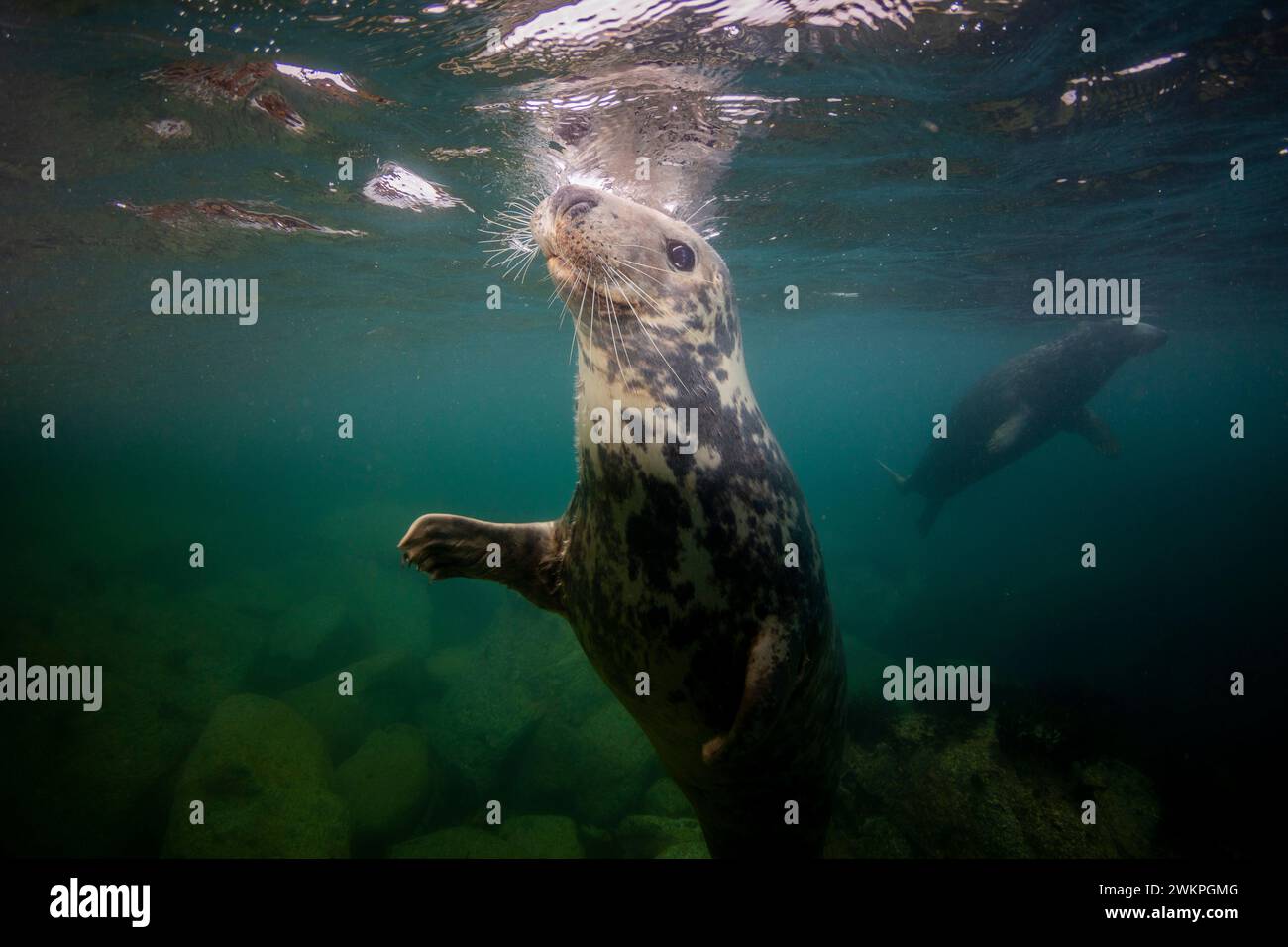 Grey seals, Lundy, Devon UK Stock Photo