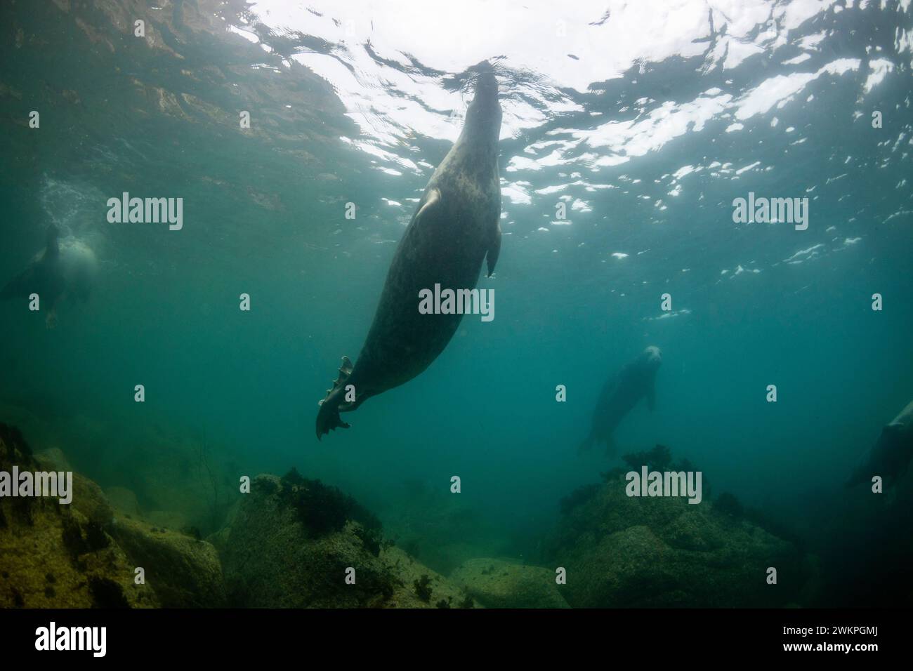 Grey seals, Lundy, Devon UK Stock Photo