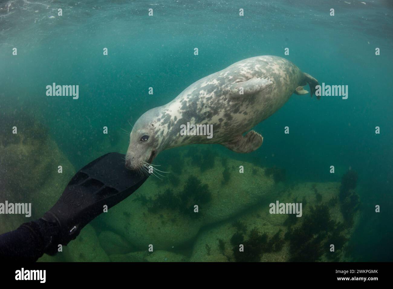 Grey seals, Lundy, Devon UK Stock Photo