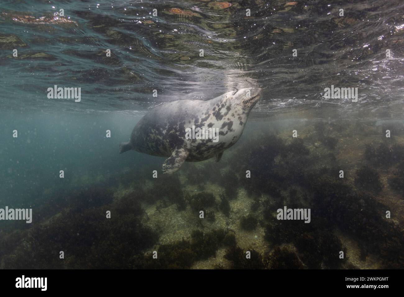 Grey seals, Lundy, Devon UK Stock Photo