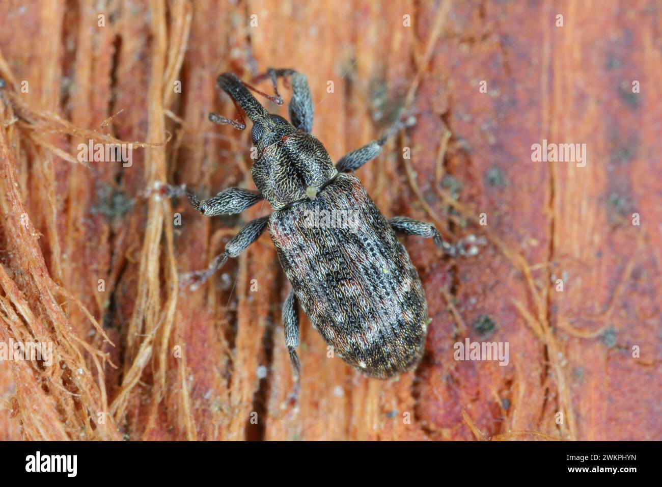 Dorytomus taeniatus A weevil of the family Curculionidae trophically associated with willows (Salix). Stock Photo