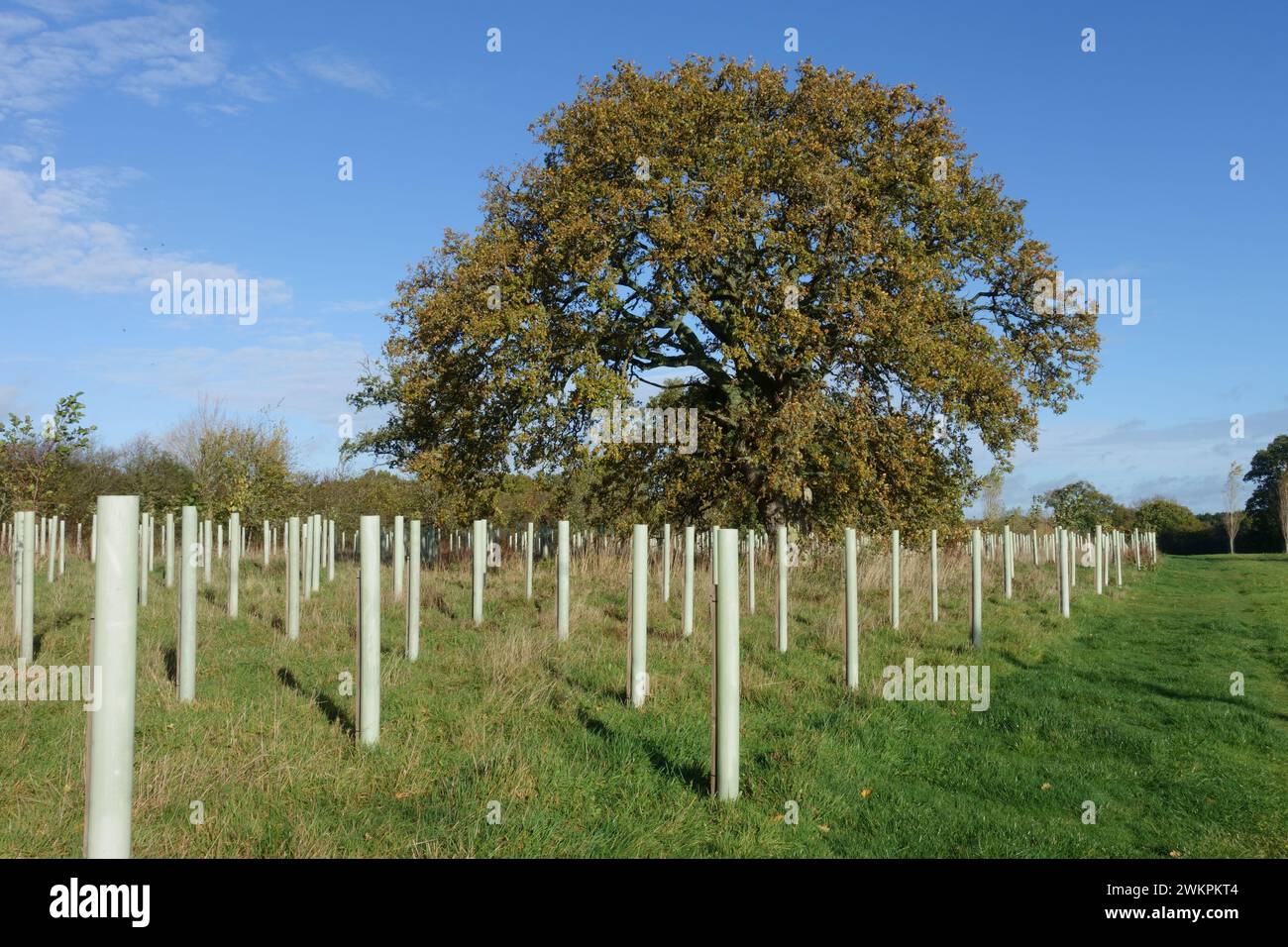 Plantation of young mixed deciduous trees renovatng woodland and surrounding a single well formed English oak tree (Quercus robur), Berkshire, Novembe Stock Photo
