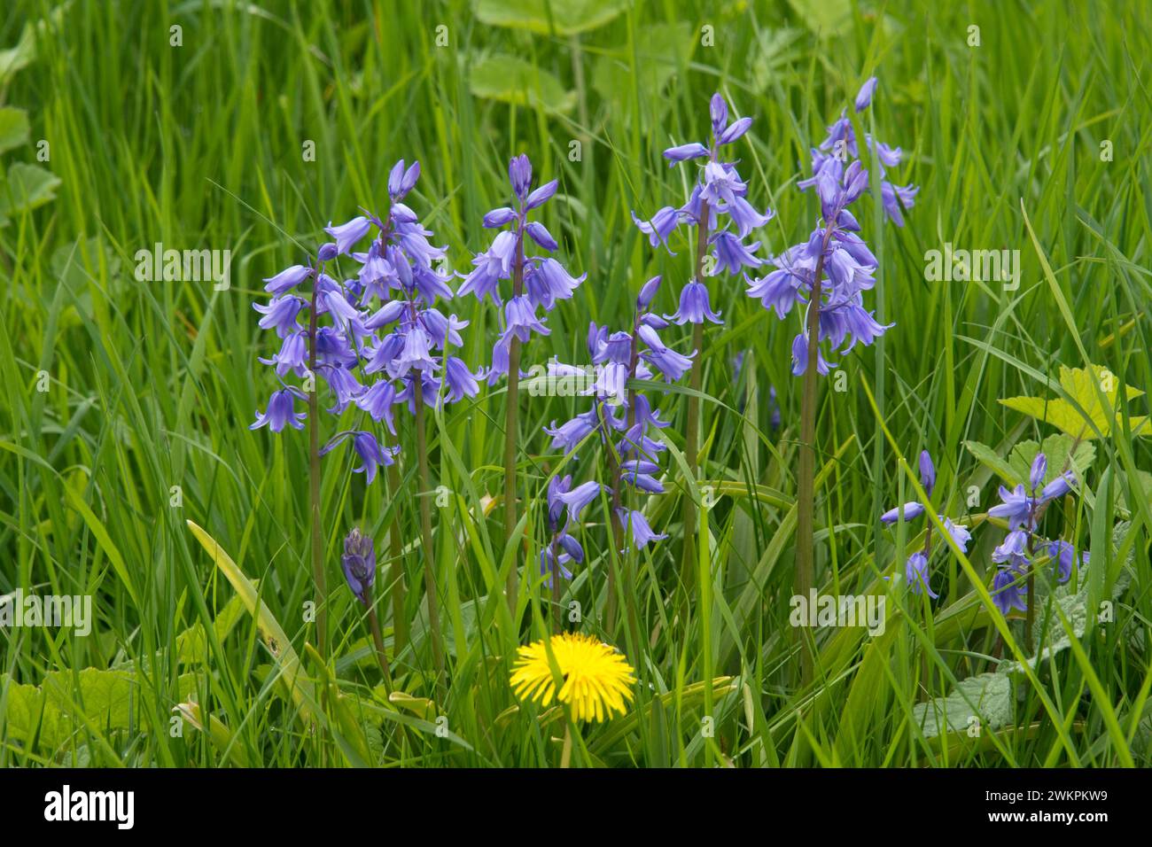 Naturalised Spanish bluebells (Hyacinthoides hispanica) in full flower among wild herbaceous plants, invasive species, Berkshire, May Stock Photo
