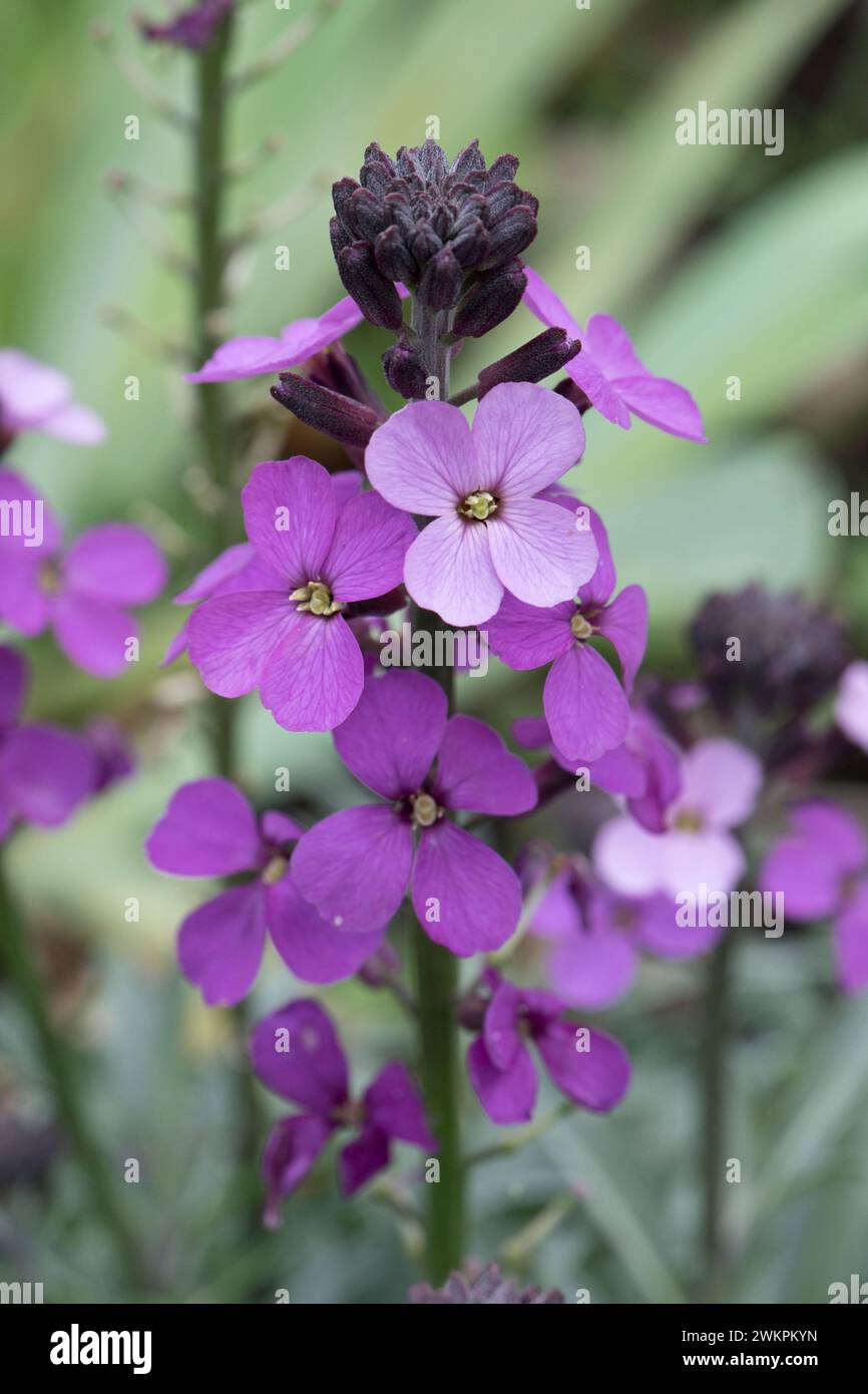Erysimum 'Bowles Mauve' perennial walflower, shades of purple in open flowers and flower buds on a garden plant, Berkshire, May Stock Photo