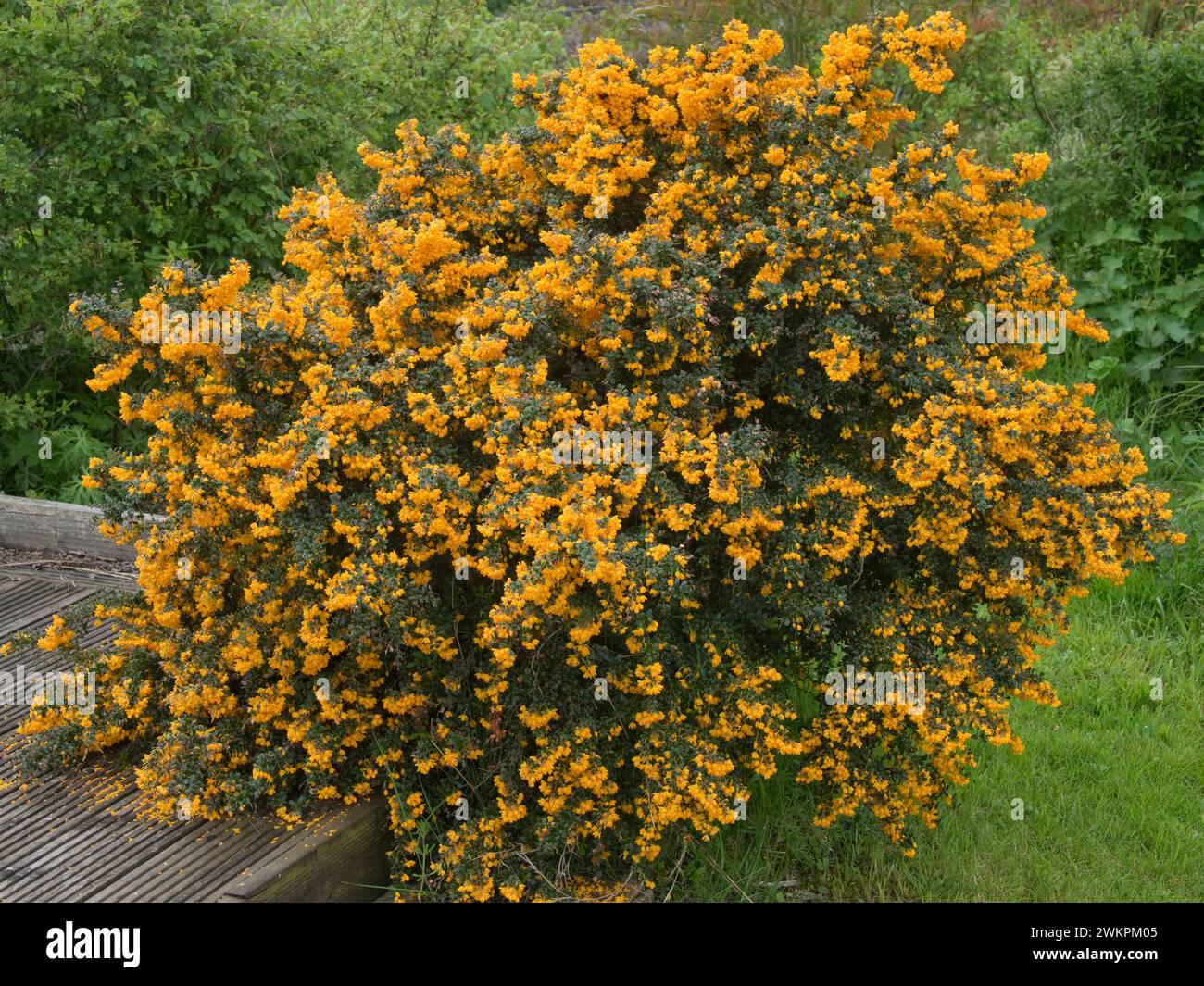 Darwin's barberry (Berberis darwinii) covered on clusters of small orange flowers over small dark green oval evergreen spiny leaves, Berkshire, May Stock Photo