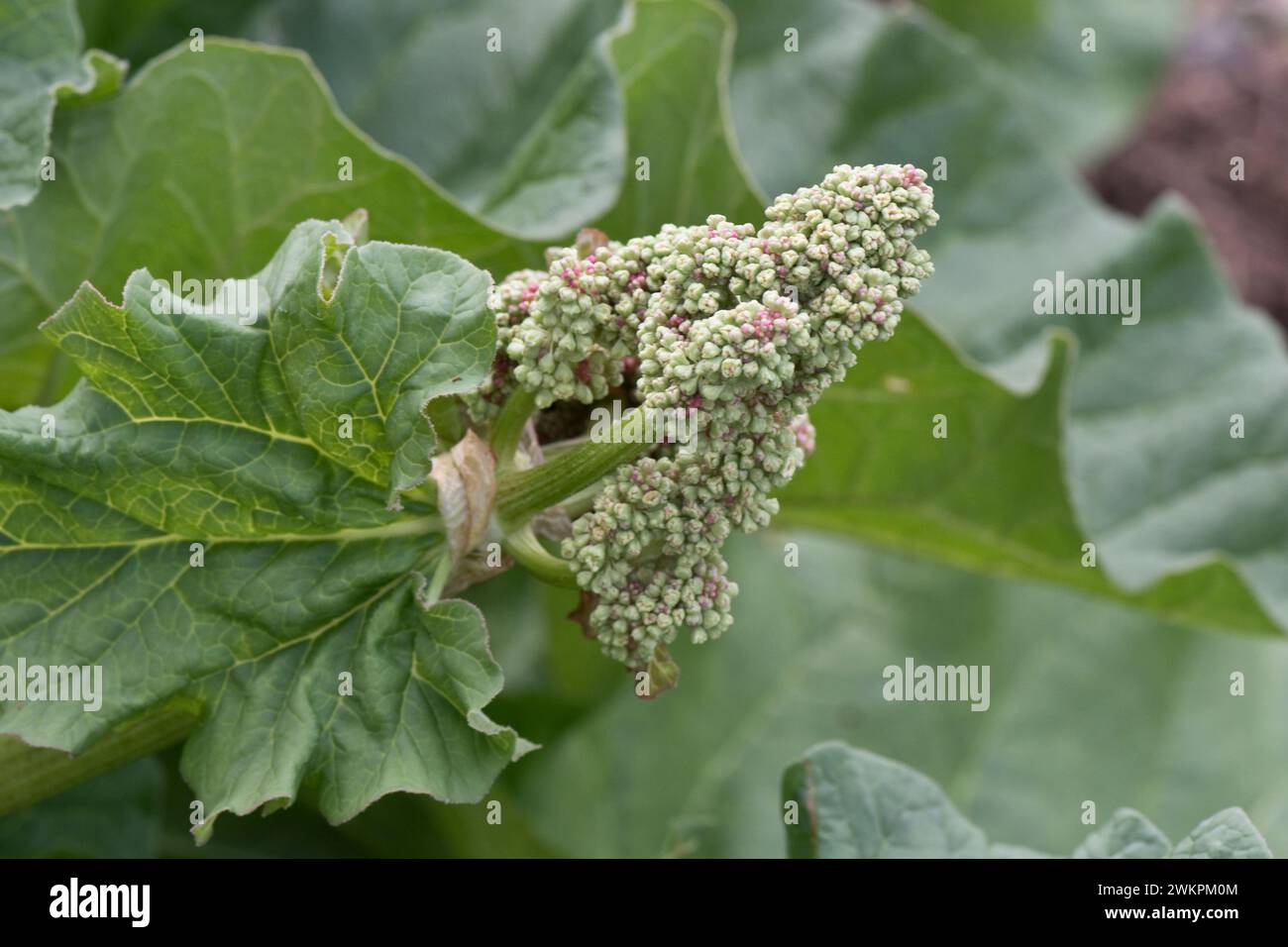 Rhubard flower bud, plant growing leaves vigorously and bolting in early spring, Berkshire, May Stock Photo