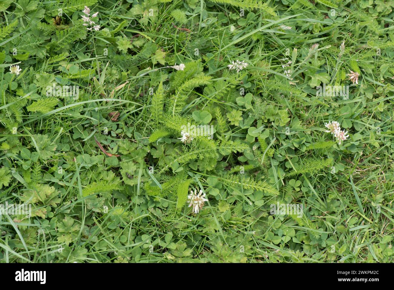 Broad leaved weeds (white clover, yarrow) growing in a mown garden lawn flowering for pollinators and foraging invertebrates, Berkshire, June Stock Photo