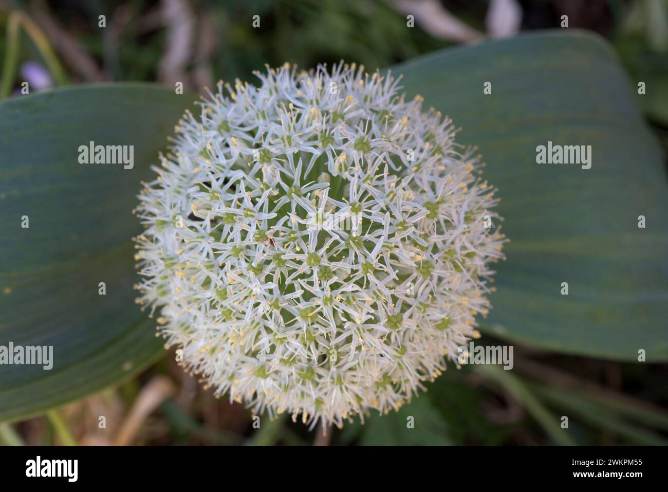 Turkistan or ornamental onion (Allium karataviense) spherical white umbel flower head on a short stem with two broad grey-green leaves. Stock Photo