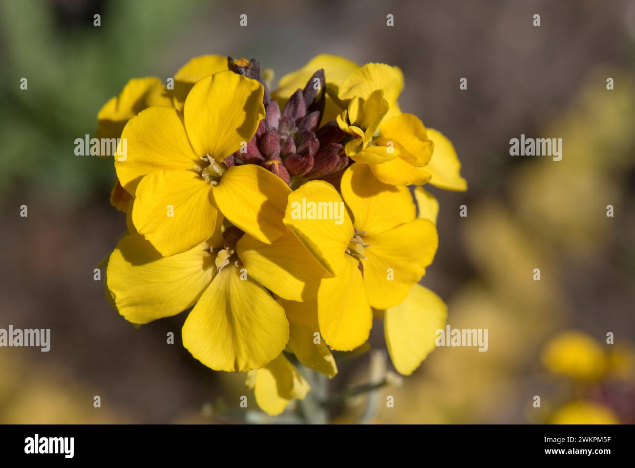 Erysimum cheiri 'Fragrant Star' a perennial wallflower with yellow flowers and variegated leaves with yellow cream margins, Berkshire, June Stock Photo