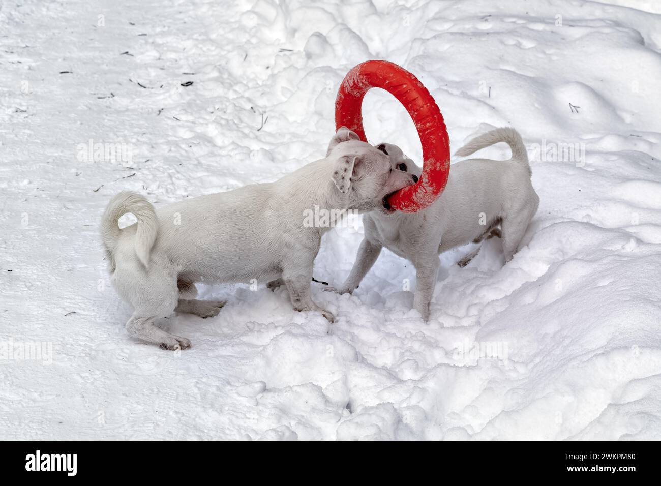 Two small white dogs play with red rubber hoop in the snow. Stock Photo