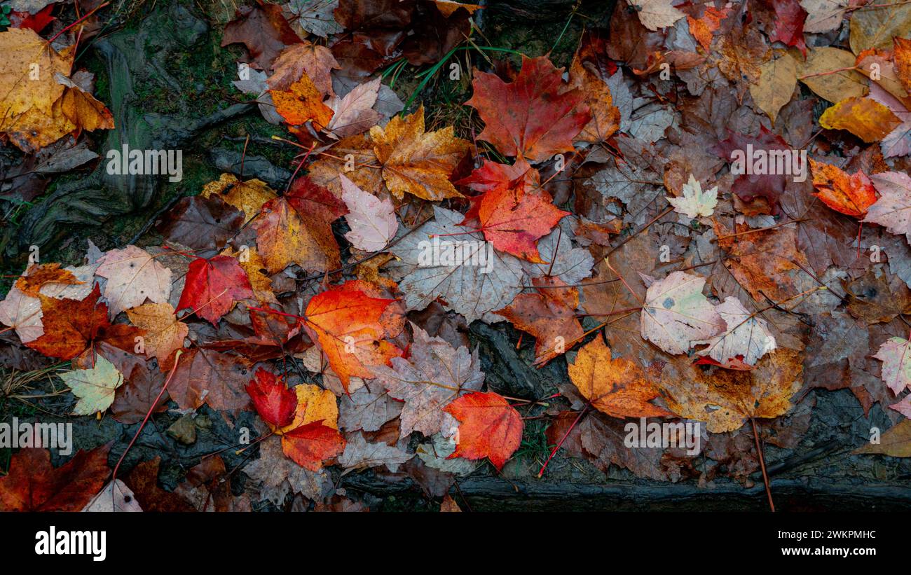 The vibrant autumn foliage lying on the forest floor. Stock Photo