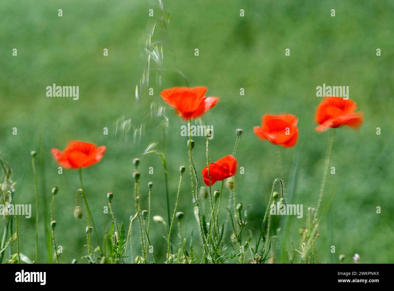 Poppies blurred from wind (Papaver Rhoeas) Italy Stock Photo