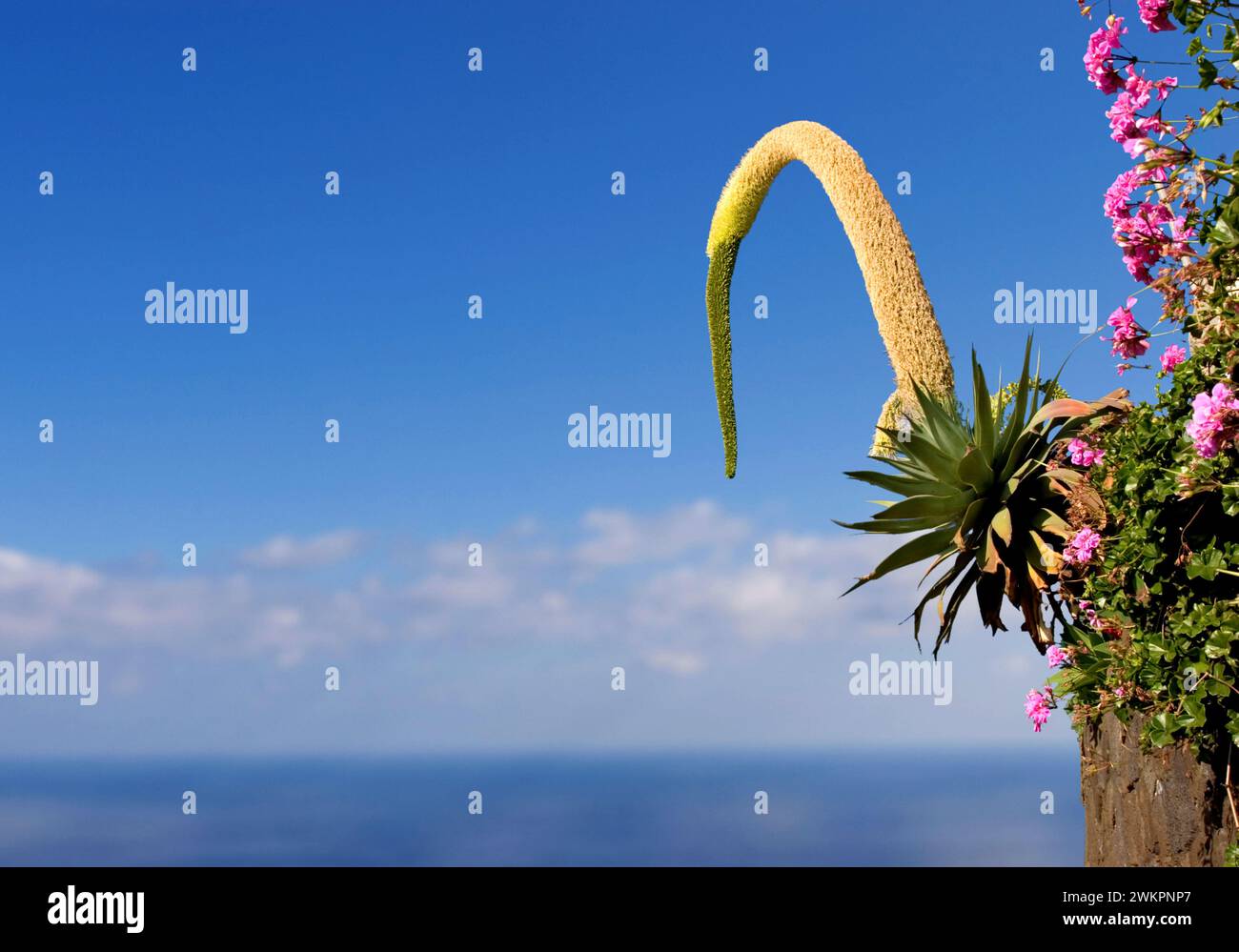 foxtail or lion's tail Agave (Agave attenuata) La Palma, Canary Islands