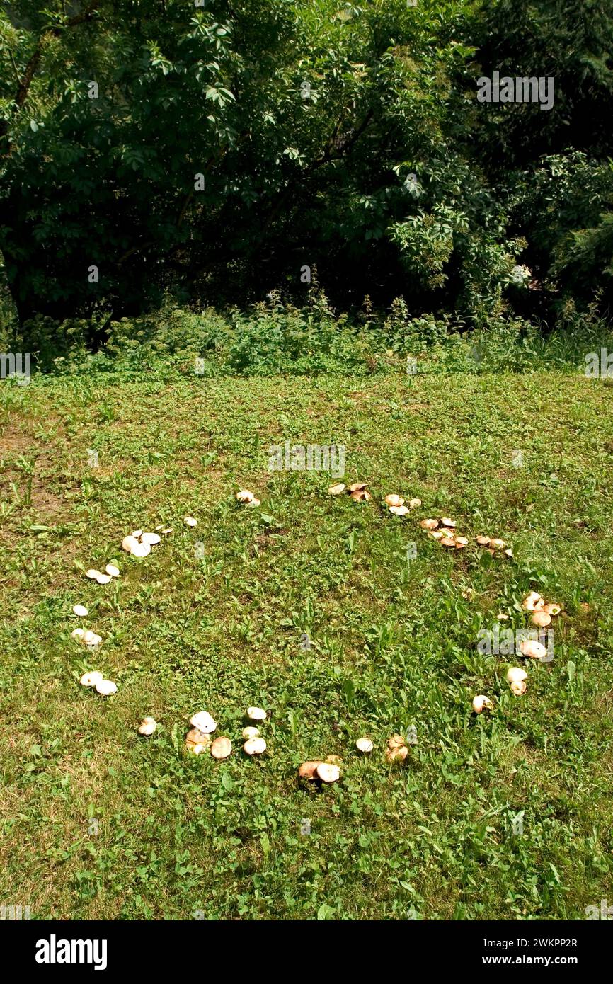 fairy ring, mushrooms growing in a circle Stock Photo