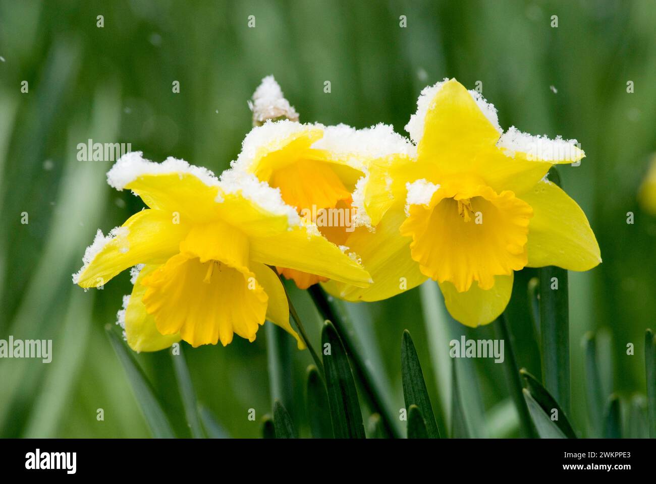 yellow daffodil (Narcissus Pseudonarcissus) and fresh fallen snow in spring Stock Photo