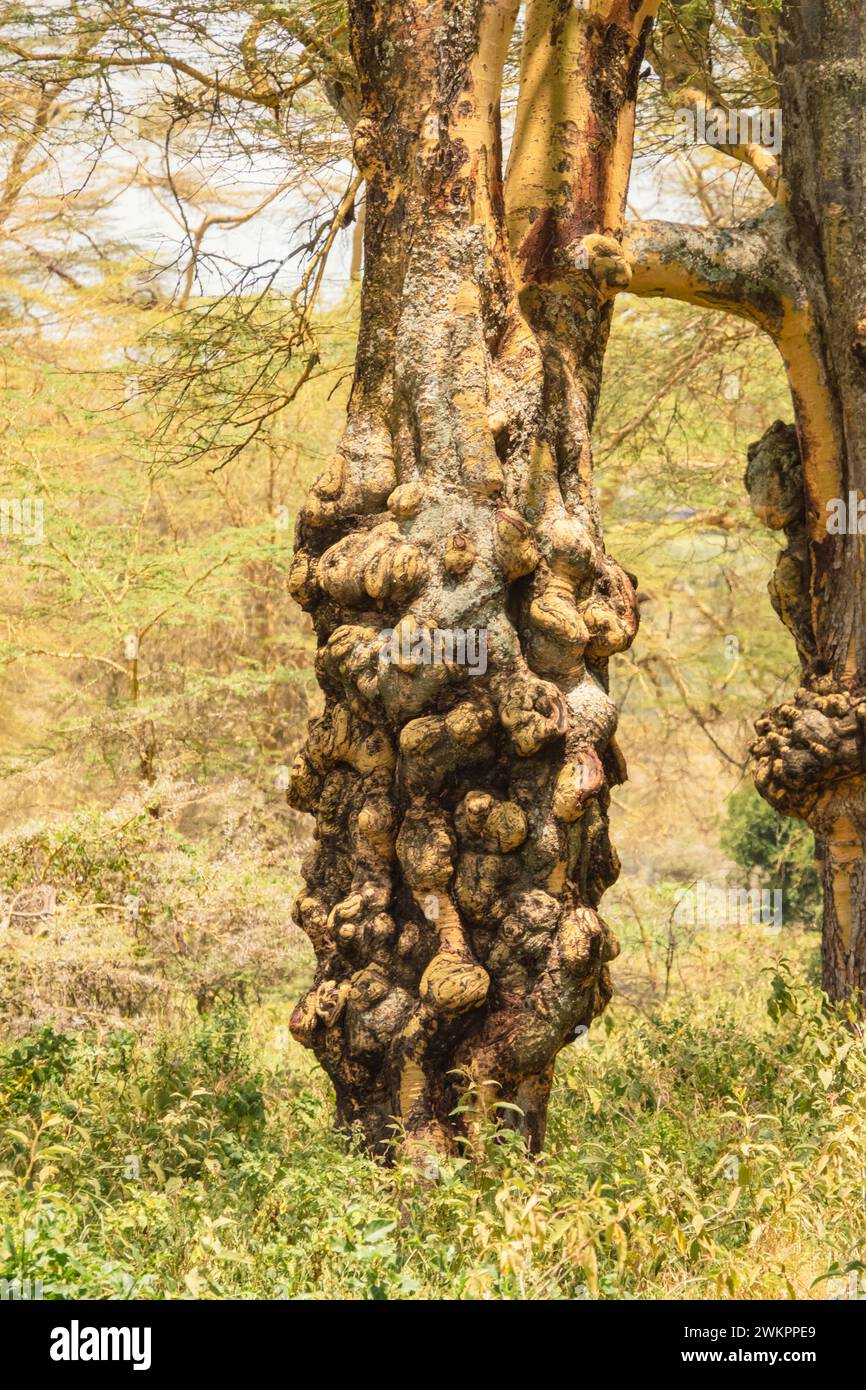 Swollen Tree Acacia trees with swollen trunks at Lake Nakuru Nationa Park in Kenya ...