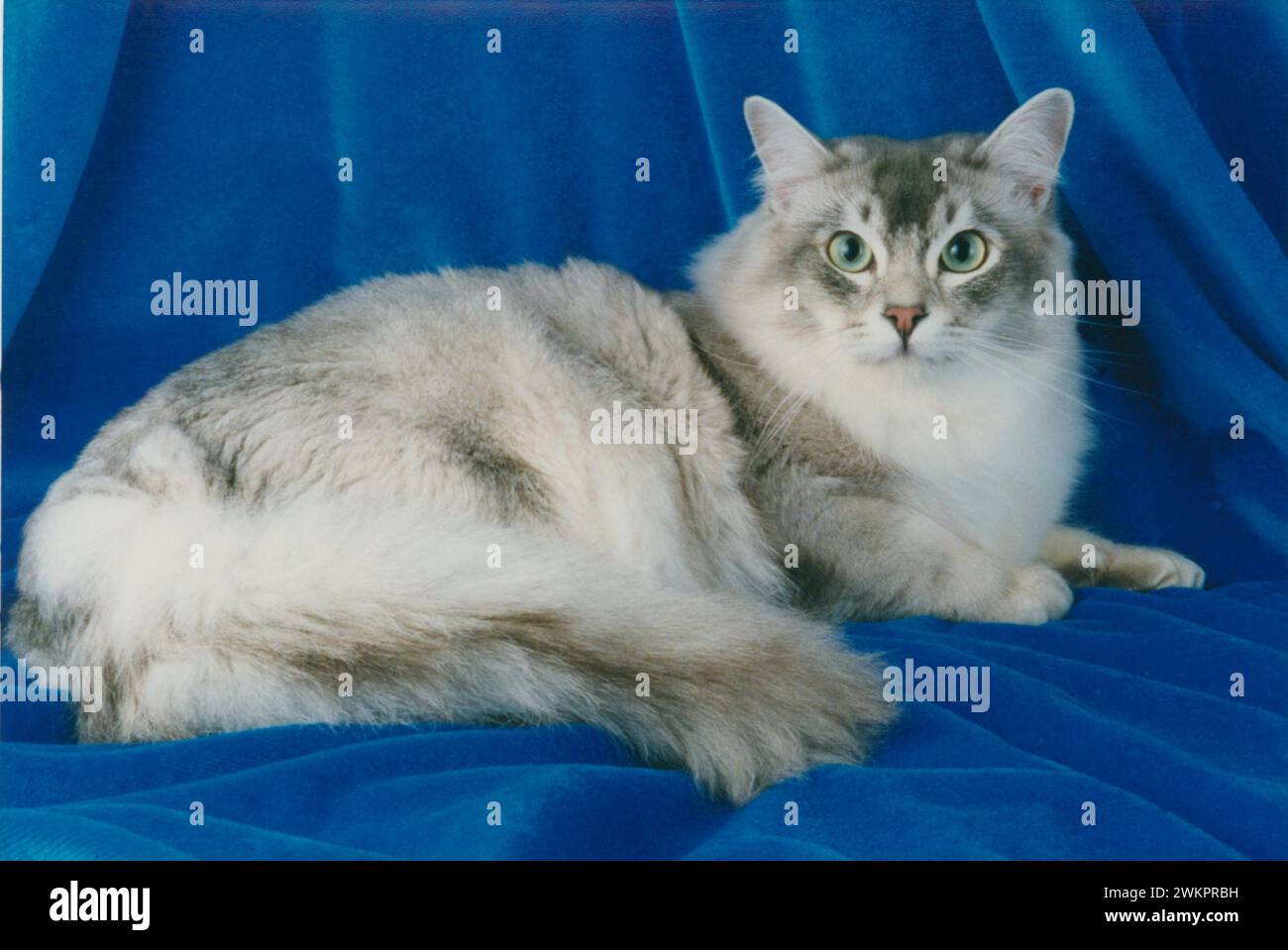 Asian Tiffanie Blue Silver Shaded Laying on Blue Velvet Stock Photo