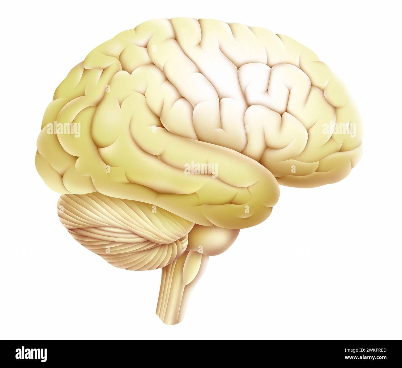 healthy brain; scientfic illustration made by physicians Stock Photo ...