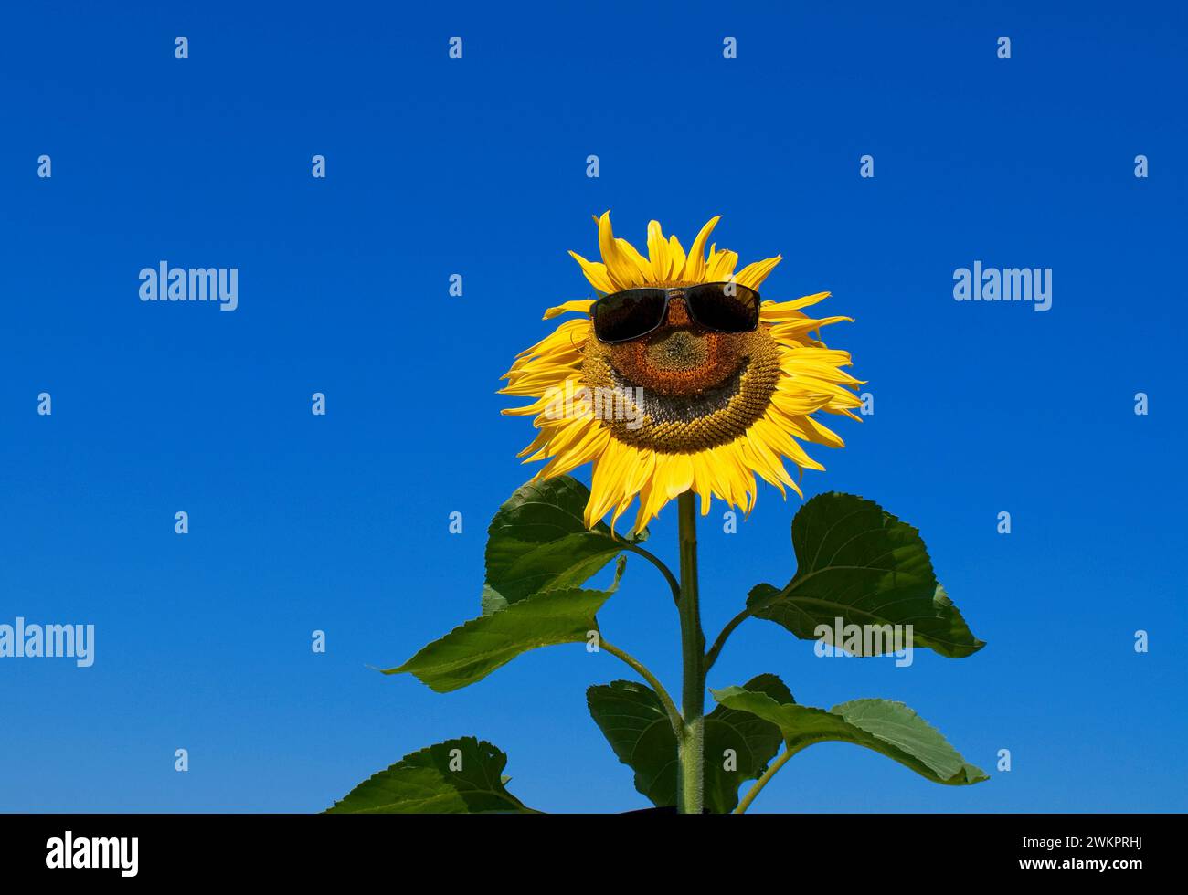 common sun flower (Helianthus Annuus) with sun glasses and smiling Stock Photo