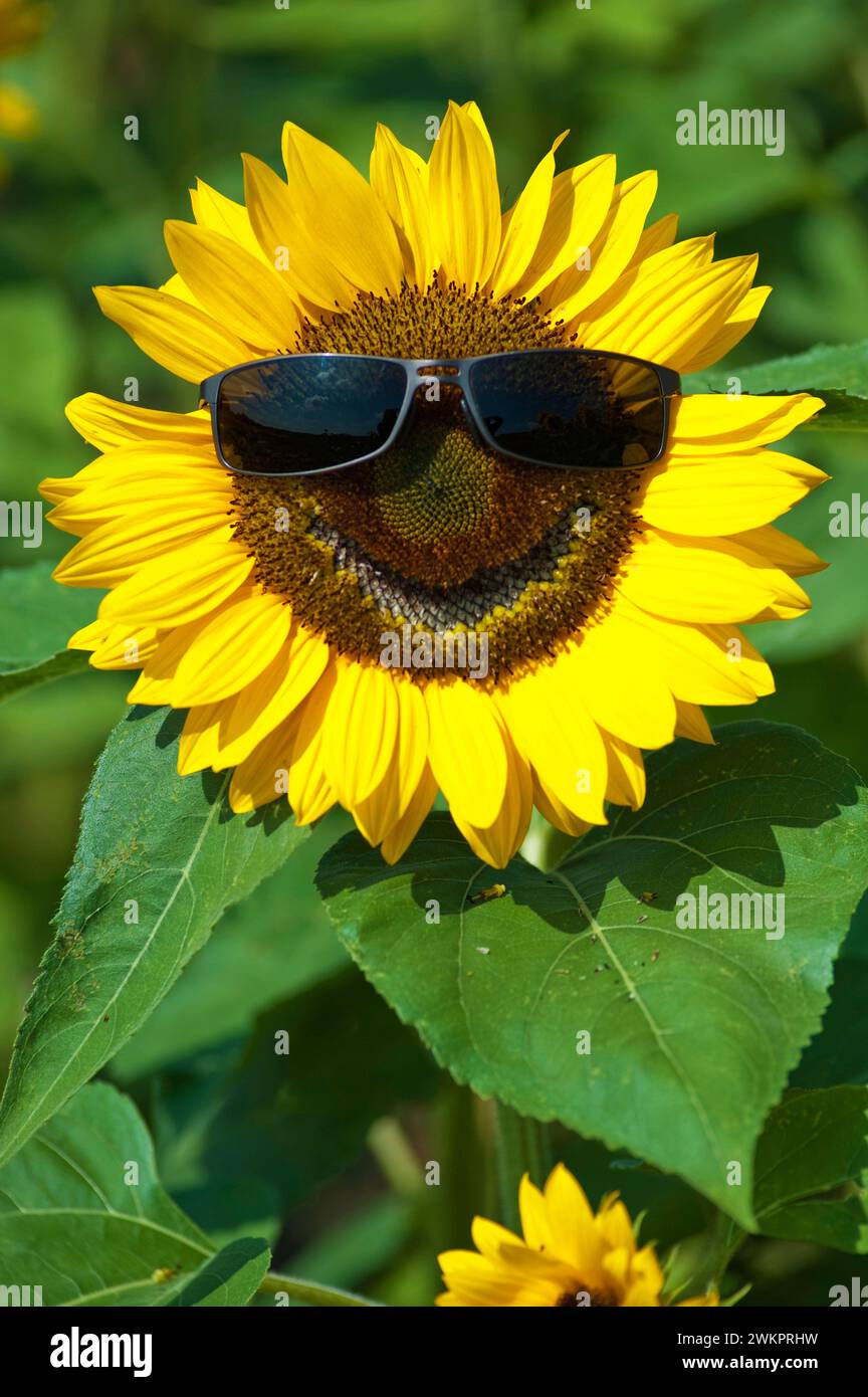 common sun flower (Helianthus Annuus) with sun glasses and smiling Stock Photo